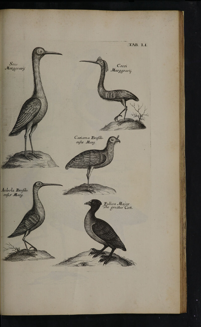 Alaryu/ravi/ arggravij - an ama. _fc onfis1 Λίαη Ardeola HrafilU enfif Alary Fulvca Adajor ~Tke greater Coot. ft ijii im mm m t uU