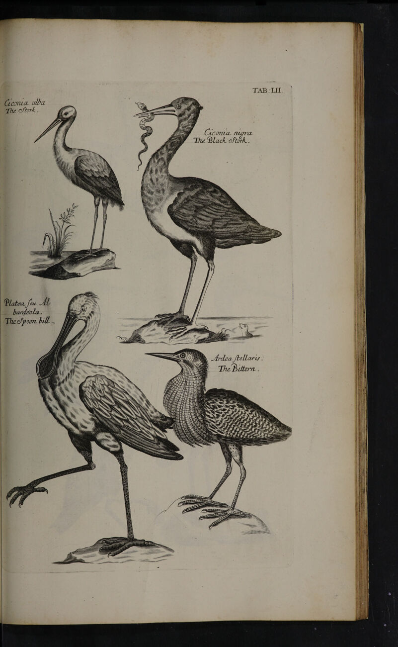 CicomcL nun'cl 77ie 'S lack cdtcrh. Cl coma alb cl The of fork.. Elatea, feu. jLhr b ardeola.. T\VL rfp 0071 hJL