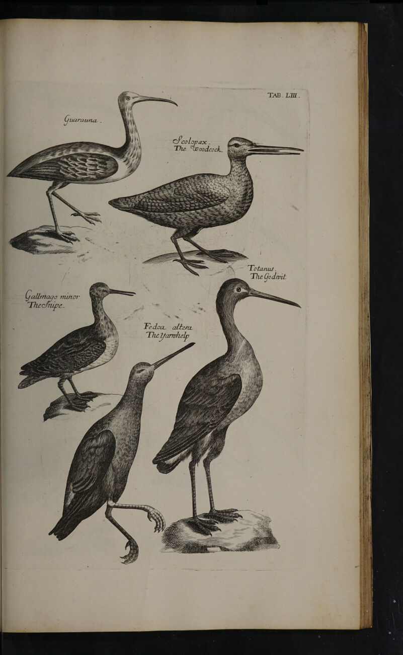 uaratuuL o mmcn ThjLofiiwz. TAB. L2ZZ. cf colopax.. The °W oodccck,. Tiotemus. The (jodivit