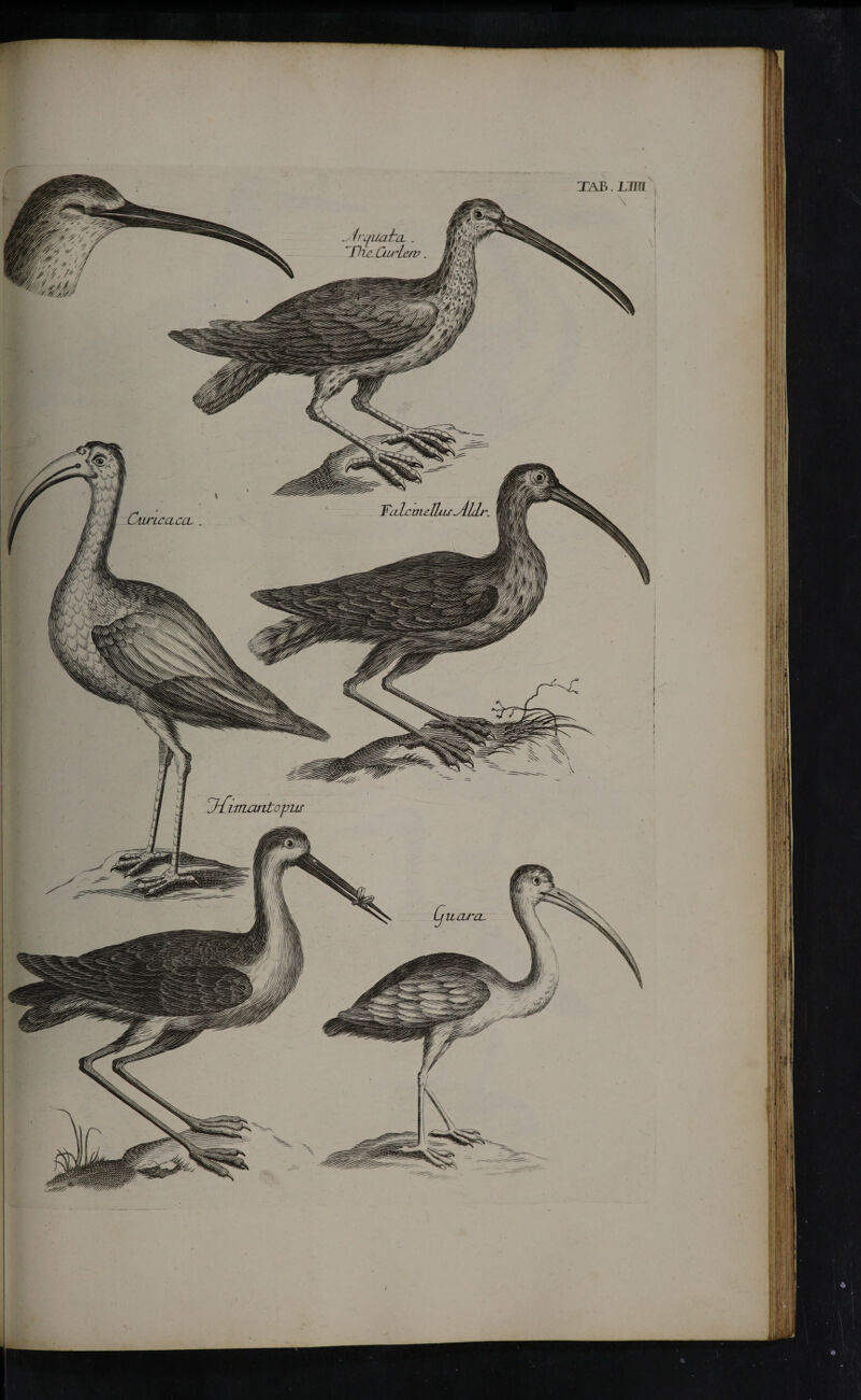 'Ilie Ctu^lc/v Yalcuie.IlasyLldj Cawlcclccl O^imantopus