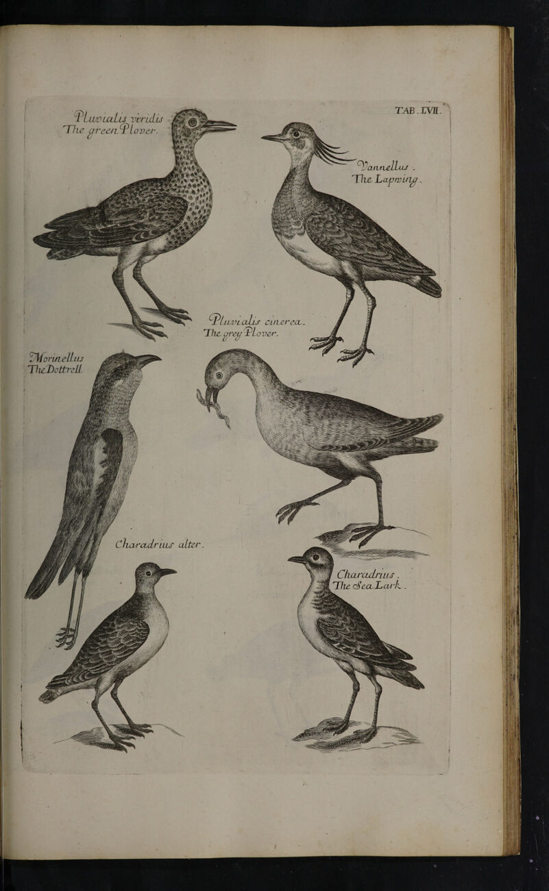 PLwuzLu v 'ituLu rThe arc at x l ovct L aaruLLuJ . The, Lapwing s CLU crecL ILVL ■ov&r ΐΜοη/ΐ?ίίίΐό TIicLottrdL Char acinus alter Ckaj^acimrs. The cSeaLar'k