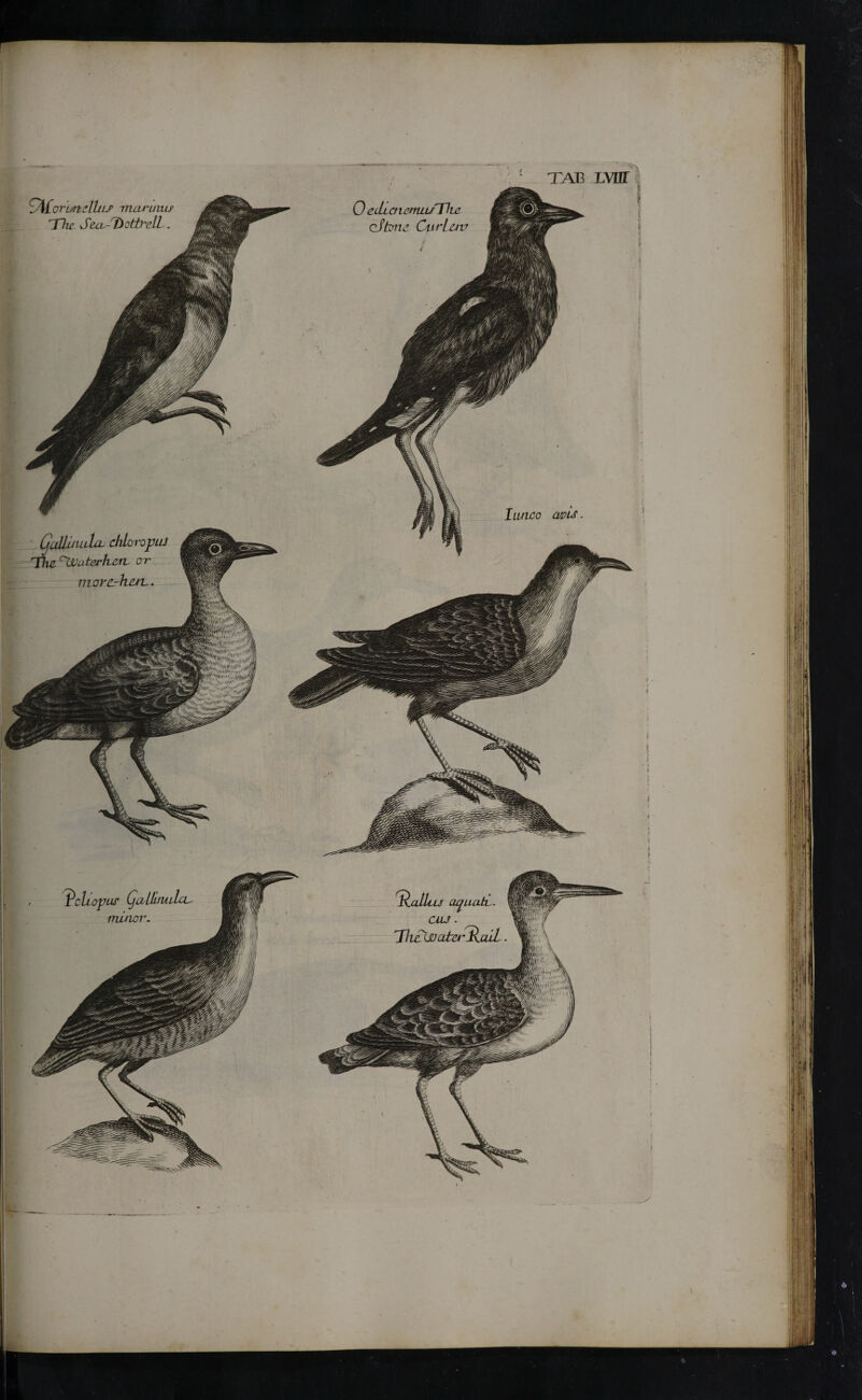 0 ecLiaiemiuTke cSfanc Cur Lav icn'unaULP nuu-uius ΊΠΐϊ SecL-Dottf'dl. I unco a/DU (jaUaiLLliL· chloropu The cUUaterharL· or hav. mora ^cliopur (jaLlirudcL minor. Qalluj aquati. clu . TlieXvataQaiL