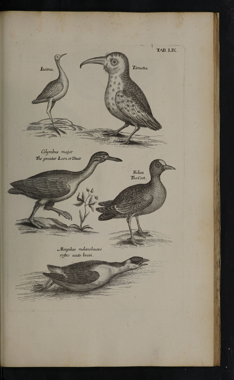 TAB. LIX! lamruL· Colgmbus major The greater Loon orDiiiei' Lamatia. i^Mergukis mAwioleucos roflro axxdo hrevi.
