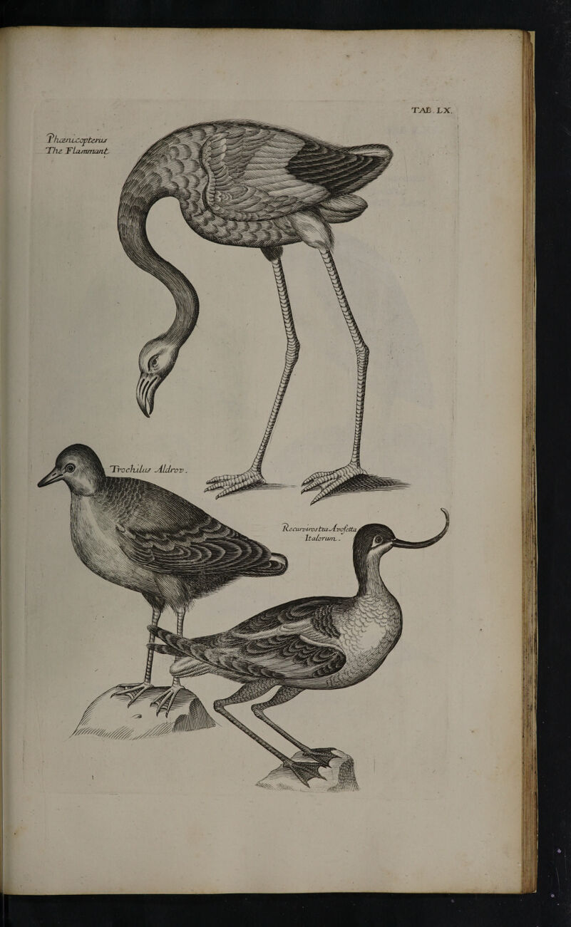 PkayiLCopteJ'Lu Tire TLunmant t TAB LX. TvocIvlIlu Λίώ'ον.