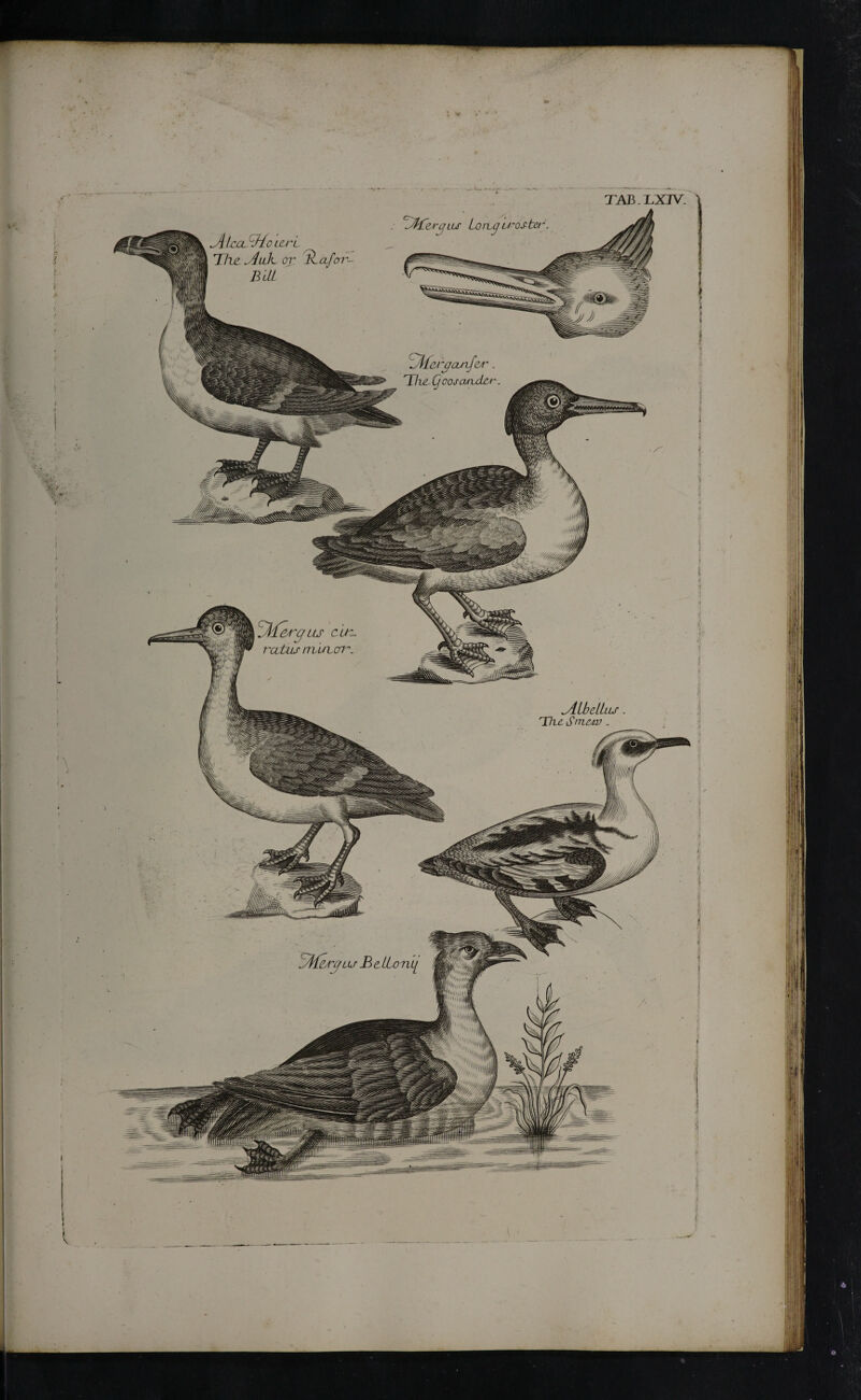 ZZfteryus LonjjU'ostct jUcCL ZHo L£JL The Aide or BILL ZAf&yasif&r. The CjoosaruLei /H&tyus cu¬ ratus m'uicn A Lb cUlls The Smew . AicAyLu· B e Tony Ά r|