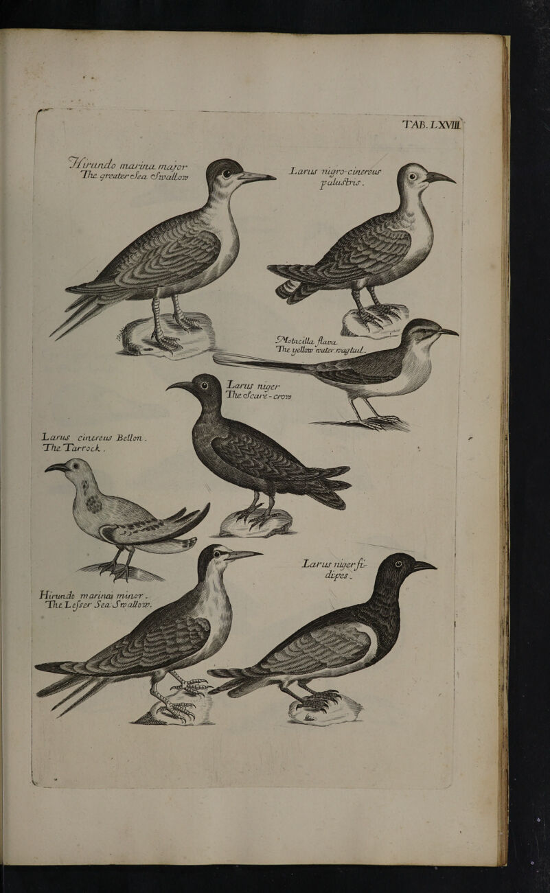 taC4 ILl JIclvll The yellow 'water rvagtai-L Icarus cinej'eiis Bell on . The Tarnock. . Hirundo rnarinm mvticn'. Tit Ltjser Sea- S tv allow. TAB.LXVUL ifftrundo imuina. major The greater Hea. ofivalLaiv Tcutur luarj-cuicrciuf cJ vcduSb'is. Larus niger The ofccue - crow
