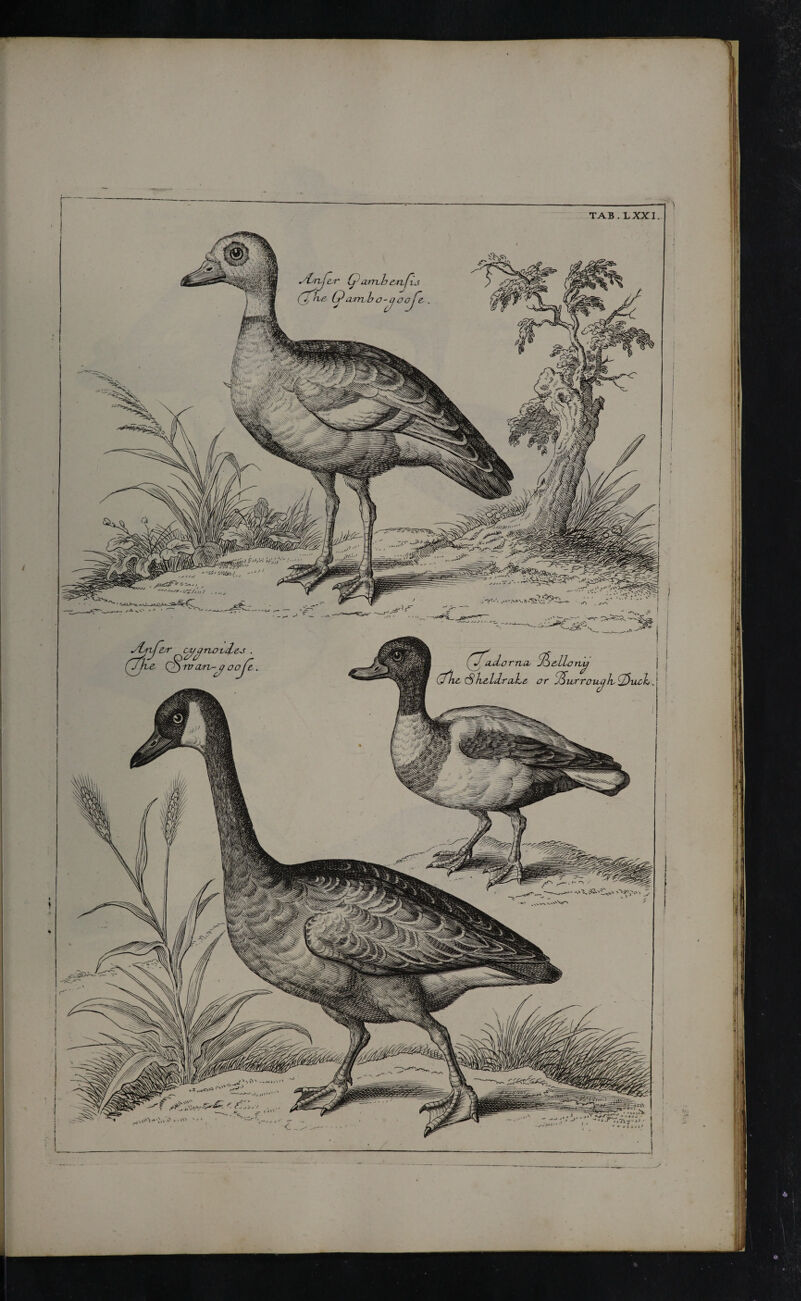 artu? ε,η ! vs iJjJJIJi' 'J r'cj,) yLnJ~ifr cjLf^notsdes . (jfbe. (^§tv cLtv-β oo fi. 58 dl lv0 (^iiiLorncL· (The (Sh&lilra-L orh^ or ioiirrouL mu TAB . LXXI.