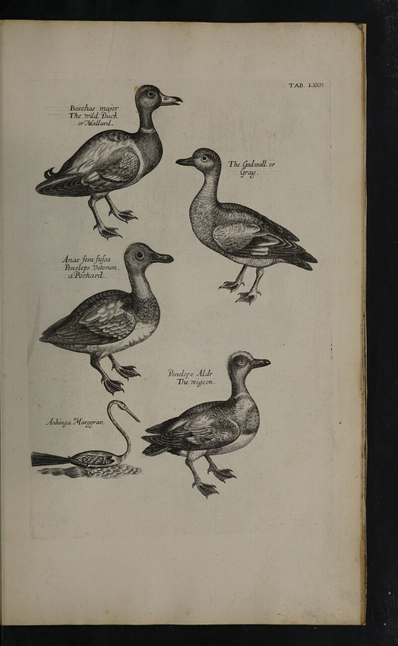 boschaj major The nnULT^uck oiCfyCcillui'cL. CCL Anas1 fertLfufc Test clogs Veterum, aiPockarcL. Pcnciojre Alclr ΎΙιετρίββ-οη. mna cl Aiargqrcw. y±n]u. TAB. 1J&T The Cadwall or ■ Ψ0#’