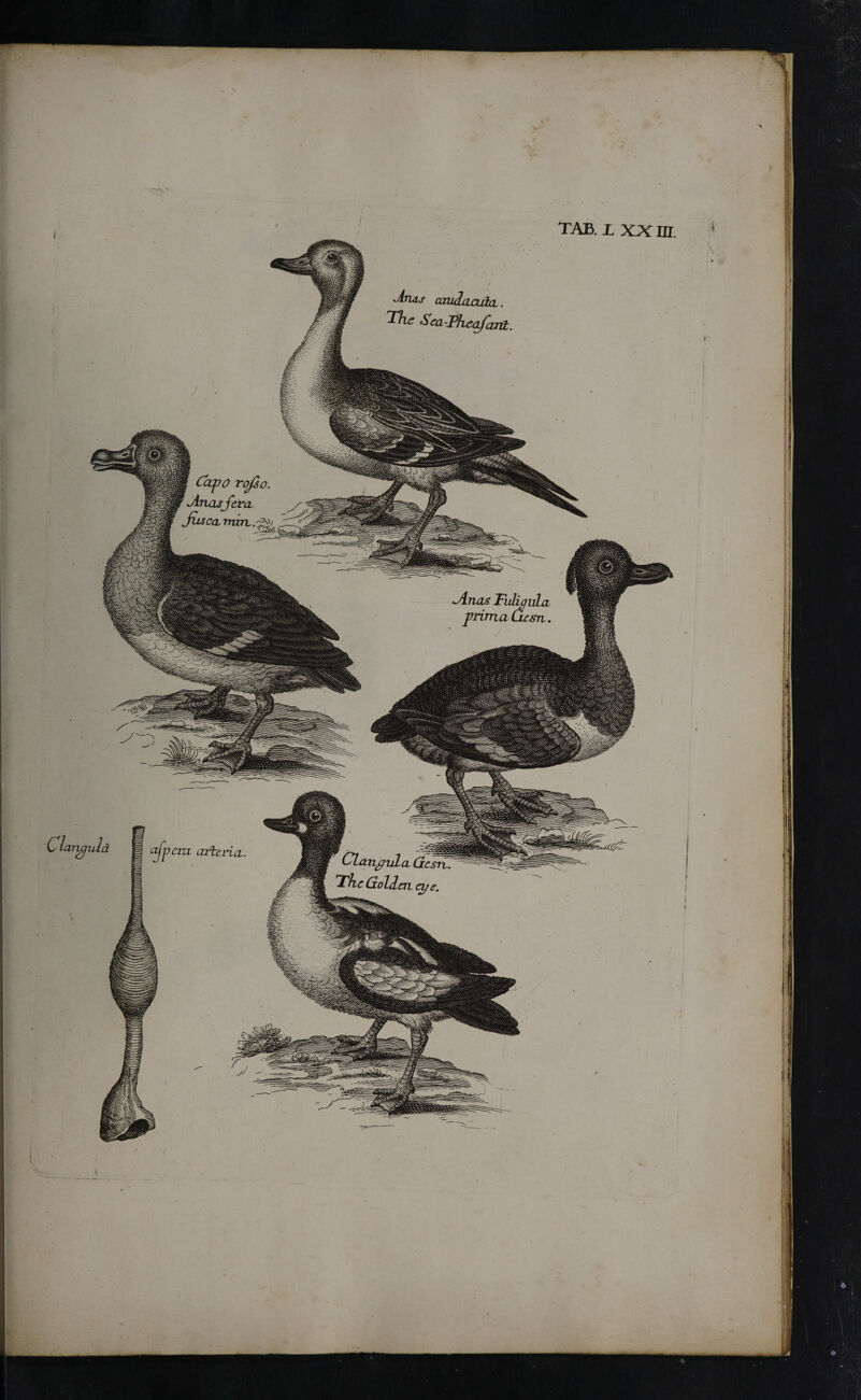 / TAB. L XX nr True caudacuia. Sea-Thcafanit. Λτιαό FukguLa frimadesn. era arteria. I Clanyida The Gollen eye.