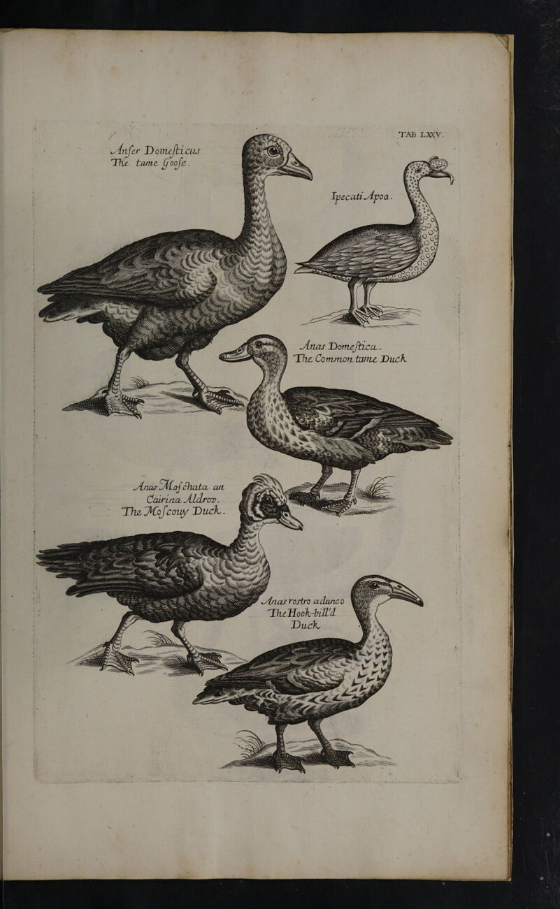 Anas rortiO a dune o TktHo okrbiAcL T)acL· TAB LXCV Anfer Domejticus The tame^ooje. IvecatiApoa. Anas OomefticcL. The Comifioit tame Duck Anas AiajchatcL an. CairificL JlcLtov. 'The3iofcony T)ucL-