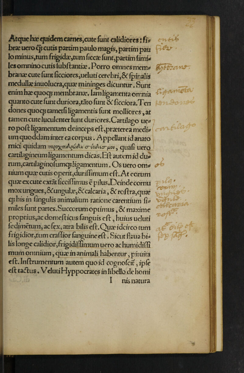 <-y Atquc hx quidem cames,cute font calidiores: fie c? • bra: uero cjj cutis parum paulo magis, partim pau to minus,tum frigidavum ficcae font,parum find* les omninocuds lubftantia: ♦ Porro ©nines mem* $>?$?# branse cute font ftcciores,ueluti cerebri,& fpinalis medulla: inuolucra,qua? mininges dicuntur. Sunt enim ha: quoqj membrana:. lam ligamenta omnia quanto cute font duriora,tato font & ficciora.Ten dones quoq? tamed! ligamentis font molliorcs, at tamcn cute luculcnter font duriores.Cartilago ue* ropoftligamentumdeincepseft,praetere3medi* < ° um quoddam inter ea corpus. Appellantid anato mici quidam o~vv<Ata-|uov, quafi uero cartilagineum ligamentum dicas.Eft autem id du* rum,carulaginofomcpligamcntum. Os uero om* nium qua- cutis operipduriftimum eft. At eorum qua: ex cute extat ficciftimus e pilus.Dcindecornu ' moxungues,&unguLe,&calcaria, &roftra,qua: cp his in iingulis animalium rationecarenrium fi* miles font partes.Succorum optimus, & maxime proprius,ac domefticus fanguis eft, huius ueluti iedimetum, ac fex, atra bills eft. Qua: idcirco turn frigidior,tum craftier (anguineeft. Sicut fiaua hi* bs longe calidior/rigidiflftmum uero ac humidifli mum omnium, quae in animali habentur, pituita eft. Inftrumentum autem quo id cognofcit, iple eft tact us. V eluti Hyppocrates in libello de homi 1 nis natura