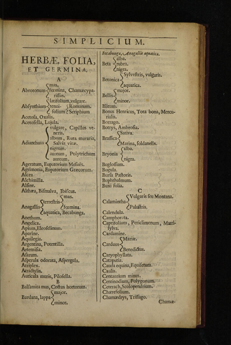 FOLIA, et germina,j. A'’ , ■ emas. Abrotonum-cfocmina, Chamcccypa- I riObs. e latifoliurri,vulgare. Abfynthium< tenui- SRonf^anum. ' e fbliuni e Seriphium Acetofa, Oxalis. Acetofella, Lujula. vulgare, Capillus^ ve¬ neris.' album. Ruta muraria, Adianthum < Salvia vitse. nigrum. ^ aureum, Polytrichum • aureum, Ageratum, Eupatorium Mefues. Agrimonia, Eupatorium Grsecorum. Alceav Alchimilla. Alline. Althjca, Bifmalva, Ibifcus. Cmas. Cterreftris< • Anasdlis<v ^fcemina. .aquatica, Becabiinga. Anethum. Angelica. Apium,Eleofelinum. Aparine, Aquilegia. Argentina, Potentilla. Artemifia. Afarum. ' •; Afpemla odorata, Afpergula. Atriplex. Atradylis. Auricida muris, Pilofella. B Balfamita mas, Coftus hortorum^' Bardana, lappa Braflica- \ ,nigra. C Sylveftris, vulgaris. Betonica < caquatica. C major. Bellis^ - . Blitum. '  Bonus Henricus, Tota 'bona^ Mercu¬ rialis. * ' . Borrago. Botrys, Ambrofia. eSativar cMarina, foldanelh. ^alba. Bryonia < (.nigra. \ Buglolfum. Bugula. Burfa Paftoris. Buphthalmum. Buxi folia. ‘ C C V ulgaris feu Montana.' Calamintha< cPaluftris. Calendula. • Camphorata. Caprifolium, Periclimenum', -Matri- fylva. Cardamine. .Marise. Carduus- _ 'X Caryophyllata. Cataputia. Cauda equina,Equiretuna. ■ Caulis. ^ • ' '' Centanrium minus. • Centinodium, Polygonum.' Ceterach,Scolopcndrium. ' ChamsedrySj Trillago. Ghamse-
