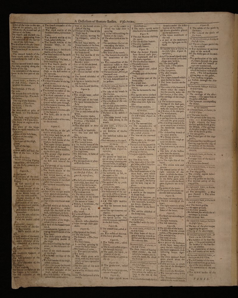 ^nes of the loins to the rau- fcks of the paunch, out of which the ift,fecond and gd nerves of the knee. The fourth and thickeft cru¬ ral nerve, proceeding from the coalition' of the nerves out of the holy bone. The divifionof the^th Crural nerve into the ham nerves. The branches of its outward trunk. The inward branch of the fame- trunk under the skin, • replenifhing the Calf of the leg. mother inward branch under the skin, creeping along the infide of the leg. ‘ i’he remainders of the nerves fpent in the fore part of the foot. fecondXahlt , orFacio, in the firfl Vifion. Figure A. reprefents the mman, Htc forehead, b The cy. he nofe. “'he mouth fhut with the up- >er and lower lip. tTnc neck, ‘he throat. The top of the fhoulder. The Arm. i The elbow. 'he Cubit. I The ell. The Wrift. The after-wrift or palm of rhe hand, o o The fhoulder 'ri?des. The back. ff^^^Thefpine theBack. rTne arm-hole. I'hc loyns or region of the dneys. Che place of the hipps /here we apply remedies for L5ciatica. .-e place of the holy bone, I' It place ot the rump, le buttocks. back part of the thigh. V ham. ' calf of the leg. ‘oDt. £ Utter ankle and heel, the Uow of the foot, d The ? foie of the foot. ft- rvon fbUoiving Figures • skarf'skin, th'c'i'jt^y-'the t, the flcfhy pannicic are remo /cd. Figure B. e tkul bared. two pair of the muf- . 'f the head, or the two V?lcxi. ♦H. firft mufcle of the called Splenmt fecond mufcle of the dcrblade.rallcd CucuUa.- •'r the Monks hood, or zius the table mufcle. fecond mufcle of the ^ called Dtltoides. 4tb mufcle of the arm , greater round mufcle. •*£: rpine mufcle. iittli mufcle of the .Cubic s extender. ,h of the arm^called Su^ Icjpularis inferior. i t of the mufcle called ept. e extender, Longus. ' thVd mufcle of the Cu- ocfllSrt mufcle. . Tonrih mufcle of the ibit, -e long mufcle of thewand. c firu bender of the wrift. upper extender of the compofed of a double lower cxrcnder of the rranfverfe ligament of Ithchand;. '.The firll extender of the tbur fingers. pi - extender of the fotirfiftgcrs. . Their rendons. The fecond exti?pder of the '^I'ur fingers. 4 Tts rendbns. The firft extender of the ^umb. 6 The fourth.ctxeader of the four fingers. // The third mufcle of the fhoulder blades,calledsfcfiw- hoides. t The feventh mufcle of the head, called Mafleidte. H The fourth mufcle of the fhoulder blade, or the heaver. X The back faw,or the'fourth mufcle of the cheft. > Tile third mufcle of the neck or tranfvcrfal. The mufdes of the back, a little bunching our. aab b Tne fourth mufcle of the arm, or Latifftmus. r r Tne firft mufcle of-the thigh, or the firft author of 'he buttocks. I d Tne third bender of the leg, trailed Semi-nervefus.. r T,ie fourth bender of the leg, called Biceps. f The fifth mufcle of the leg, called Semi-membraneus. * g T le fecond extender of the leg, oxVi^us internus- b Tne third extender of the leg, called yafiiis externus. i The cavity in which the Crural velTels pafs througV.. ^ Gaftrocnemius internus, alfo in the figure C I Gaftrocnemius externus, alfo in the figure C L w The heel, alfo in the fi¬ gure C n. n The third bender of the toes, or the fecond. Figure C. CC The back faw, or the 4th mufcle of the cheft. u a Tile lower back faw, or ift mufcle of the cheft. b hh b The firft mufcle of the head,or thefplinters. CC Tne upper oblique mufdes or fifth pair of the head. ee The lower oblique mufdes, or the fixth pair. d d The greater rihgt mufdes or the third pair. ff Tne tranfverfe procefs of the firft rack bone of the neck. gg The procefs of the fecond rackbone of tie neck. The fourth mufcle of the neck,called Spinatus. i The fecond mufcle of the back, called Longijjimus, .^I he fixth mufde of the cheft called Sacrolumharh. I Tlie outward intercoftal mu¬ fdes. m m The ribs naked. n n Parc of the oblique mufcle of the paunch del'cending. 0 0 Part of the mufdes of the paunch. p p Part of the overthwart muf- dcs. q The firft mufcle of the back, called ffuadratus , under which lies the third of the . back, called Sacer^ or holy. r The 4th mufcle of the back, Of Semi-fpinatHs. fjTne extender of the thigh , called Gluteus miner, iTiie back of the hauoch bone bared. « A membranous ligament oc- cuping ihcpcrforacion of the ftiare bone. X The flcftiy pouch adhering the compaliing mufeJe of the thigh. y The mufcle leading the thigh about, or the Obturator ex¬ ternus. 7^ Part of the third extender of the thigh. a Trie fecond up-lifter of the ^hlgh, b T ae firft bender of the thigh, called Lumbalis, cVajius erternussst the fecond extende of the of the leg. d Tile fifth extender of the thigh, called Triceps, eTne fifth bender of the leg, called Stmt-membranofus. A Difledion of Humane Bodies* VifioTrima, f Parc of the fecond exten¬ ders of the leg. g Tltc feat of the boue of the thigh bared. b The mufdes moving the leg obliquely, called Po- . Plitaris? /The firft brace mufcle, or fecond bender of the foot, n Tne four wormy mufdes. 0 The backfide of the flioul- fter blade bared. pp The four mufdes of the blade, or heaver. ^T:ie tliird ligament of the fhoulder joynr. r Parc of the Monks hood. f The upper SupfeapuUr. T ,e greater round. T !'j ftiortcr incliner of the WJed X The fecond extender of the thumb. y A lig men betwixt the ell and the watid. 7^z Thv bone-bound mufcle*. Figure D. D The skill. a The temple bone, called Squamiformis. bT.ic fore part of the head. c The fpace between the no- ftrils. d The lower jaw bone. e The orb of the cy. ff The 30 rack bones of the fpincs. gg The fhoulder ^ades. h The bone of the arm,cal!ed Brachieus. i The wand. The ell, or cubic. Im The after wrift or Meta carpiiim, m The wrift, or brachiale. nnn The true and falfe ribs. 0 The holy bone. pp ^qTnc hip bones. pp The haunch bones. q q The hiickle bones of the fhare bones, which cannot here be demonftrated. r The thigh bone. / The fhin bone, or bone of the leg. iThc brace bone, a The metapedium or after- wrift of the foot. p Th. t pa. t of the womb to which the cake liver is growing. qq A line diftincuifliing the bofom of the womb. rft The after-birth of the in¬ fant. / The membrane Chorion cn- compafling the infant. ttt Vcftds difperfed in th's membrane, u The liver of the womb. XX The humors detained in the membranes of the infant. yy The conjunftion of the umbilical veffels as they are conmaffed with their coat reflembling a giit. vi^Thc membrane Amnios fit innermoft coat. a Tne infant ready almoft to be born, demonftrated in its pofture. The fourth TabUy or Facio’, in the firfl Fifion. a The cake of the womb in the Chorion. b The outfide of the Chorion. f Theinfide of the Chorion. d The eolleftion of the um¬ bilical veffels. r^The outfide oftheAmnios. //Theinfide of the Amnios. ^^The umbilical veffels. //Theknot in the umbili ;1 veffels. i i The infant bowed toge- Ihe third T^ahle.,er Facio\ in the firfl Viflon. Fi¬ gure A. rePrefents.^ AThe belly of a woman great with child, near abont the time of her deliverance. a The nipples or breafts. i>ifflg Tne privities opened. b The womans yard. d e The skiny caruncles. 0 The orifice of the womb or hole of the cleft, ff The mount of Venus. g Hymen, a membrane, the lock of Virginity. Figure B. * a The breaft. Brnebreaft flayed. iThc greater glandnic to the breafts. c c Diverfe leffer glandules d Veins through thefe glan¬ dules. Figure C. a The fpoon of the heart. bb The ribs bared. c The ftomach, d The liver. e The guts, //The (hare bones, g A cartillage growing be tween the fhares bones. h The bladder of urine. an Tne umbilick vcifcls. <^The navil. C Tlie t^omb great with child,; with the after birth which we have opened or diffcifled. I The fore part of the neck of the womb. mmm wThe thickpefs of the womb. nneo The hollownc fs of the womb. ther, and womb. fitting in the ftrctchcd our. E The under optick nerve cloathed in his membranes. Figure F. FThe thin Meninx clothing the nerve. a The Chriftalline humor, /> The eiliar ligament. c The glafly humor. Figure G, What the former Figures have (hewed each part, this explaineth and fet- eth down together. G The Chriftalline humor. a The glafiy humor, b The watry humor. t c The utmoft coat, called Adnata. j //The fhady part of the horny ' ooat. e Tile brighter part of the horny coat. / Tne grapy coat. g The netaipe coat, called Retina. hh The fat between the mu- fcles. / The optick nerve clothed with both the membraiies. k k The two right mufdes. /1 The other two right mu¬ fdes. m The oblique mufdes. fecurity under the diftri- bution of the veflds. flee Divers glandules placed in the mefentery. The lower membrane of the kali. A parr of the mefentery tying the right guts to the back. T,he fifth Table, or Facio 3 in the firfl Fifion. a An Embryo of twelve daies. b The umbilical veflds cut afunder. fTheir entrance at the navil. Of the ey. The fixth Table, or Facio 3 in the firfl Fiflon. Figure A. reprefent, ah hi The ey. b The greater or inner cor¬ ner of the ey , where are the weeping caruncles,and the two holes,or palfages. bThe lefler or external angle of the ey. CC The white of the ey. d The moveable ey lid, or the upper ey lid. e The immoveable ey lid, or the lower ey lid, /The apple of the ey , with . the rainbow. gg Tar/?, or the c©mb. h h The hairs of the ey lids. i The hollownefs of the up¬ per cy lid. ^The ey brows. I The hollownefs of the un¬ der cy lid. Amm The right mufdes ot the eys. Hfi The fat between thefe roufdes. n 0 00 The optick nerves cut afander. p The meeting together of the optick nerves. The other letters arc explained in the firft Table. Figure B. B The utmoft coat,called A- napa. 1 aaa The veffels of this coat, bb The hairy procefTcs, Figure C, C Tlic horny coat, called Cornea. aa The feveral veffels difper- fed through the coat. hb The apple, the black, or window of the ey. CC The rainbow,, or crown in the ey. Figure D. D The grapy coat, called Uvea. cThe hole in the grapy coat, where the apple is. Figure E. E The upper optick nerve Of the Ear. ThefeventhTabU, tr Facioj in the firfl Fiflon. Figure A. reprefents, A The Ear. ffnfg The outward Ear. a a The circumference of the ear, called Helix, c The interior fweling of th-e ear, called Autelix. c The boat of the outward ear. d The he-goat, in this part there grow hairs. e The cavity of the ear,which is next unro the hole of hezxmg.cdWeAAlveariim, g The lap of the ear. /The part oppofice hereto. Figure'^- Bhd The ftony bone. a The appendix of the tem¬ ple bone, called Stylgidts. c The hole of hearing. e fg The drum head. e The fmall membrane of the drum bead , unto which the three bones of the or¬ gan of hearing,as the ham¬ mer, the anvil, the flirrop and the bony ring are fee about. /The cavity of the tympane or drum head. g A mufcle in the tympane or drum head, h Three little burrows ,or holes of the two cavities. i i The labyrinth, in which are divers chambers. ^ The fnailfliel in the ftony bone. ll The cavities difTefted of the ftony bone. The eighth lable^ or Facio 3 in the firfl Fiflon. The fnailfhel with the laby¬ rinth. The ninth Table., or Facio 3 in the firfl Fiflon. The three bones of the or¬ gan of hearing joyned to¬ gether,and fhewed on the the contrary fide. The twelfth Table or Facio-, in the firfl Fiflon. Figure A. reprejents, AAabTht mouth fpard open that the inward cavity and chops may be feen. A A The cheek puff. 4 The nofe. b The palate. c c c c The teeth. d The Gargareon. /The after tongue. //The gullet. g The rongue.beneath which may farther be feen. ^ The bone Byoides on the forefide. f The cavity of the foreteeth where under the tongue lies the notable reins cal¬ led Kaniva, jbThe chin. 7/The cartilage of the rough artery. 4 k. The recurrent nerves, 11 Strings of the fixth pair, which joyhing together, make the recurrent nerve. m m Nerves of the fixt pair, n The renal arteric. 0 Tae arterial vein. p A palTage from the arterial veiRatid the great arterie. bThe afeending trunck of the great arteric,cut of which the fubclavian branches do arife. TThe delcending trunck of the great arterie. rrThe fleepy arrerie. /f branches of the rough ar¬ terie cut afunder. 11 The hollow vein. u The great arterie, or .dorta magna. X The hole of the hollow vein into the arteric. yThe right ear of the heart. 7^ The left ear. ajho The right fide of the heart. The crown vein and The tenth Table, or Facio', in ! thefirll Fiflon. The three bones of hearing taken afunder , the firft calif d the hammer,the fe¬ cond the Anvil, the third the ftirrop. the eleventh Table or Facio-,in the firfl Fflon. a c c e The incfcnrcry. The center of the mefen- tery,where the vefiels are tyed to the rim of the belly. hb A glandulous body fet for ' Pigure E E The infide of the purfe Of the heart. a The veins of the purfe of the heart. _ ‘he thirteenth table,or Facio-, in Jhef/)fl Fiflon. acf The overthwart partition, or the midriff. na Tiie membrane or nervous part of the midriff. bhb The fleftiy part of the mid¬ riff. Thq perforation of the mid- rif, where through the great arterie and the branch a- xygas are tranfmitted. flThe rightperforation through which the hollow vein afcen- deth, t The left perforation giving way to the gullet. ff Two flefhing originals. gg Veffels through the Dia¬ phragm a. ^ The fourteenth Table,or Facio-,in the flrfl Fiflon. aaa The tongue. b The cmilage of the afrer- tengue. c The upper hole of the gullet differed. d The ligament encompaftiog the throat. aaa arterie. ^ The inward cavity of the right ventricle of the heart, in which the three- poinred flood gates tied to the flefhy parts with their tyes,as alfo the flood gates Sigmoides are to be feen. c The point of the heart. dd The purfe of the heart cut afunder and turned afide. Figure B. B The heart cut overthwart. a a The left ventricle of the heart. be The right ventricle of the heart, cc The internal fub- ftance of the heart. Figure C. C The heart cut according to its length. 4 The right ventricle. b The left ventricle. FigureD. D The left fide of the heart. ^ ^ Veffels from the crown veffels. 4 The great arterie. ^The arterial vein, c The venal arterie. d The hollow vein. Here a part of the fubftance of the heart being taken away the left ventricle of the heart appearcth: thefe following letters figni- fying. a The three pointed flood gates plijced about the great arterie. b Flefhy portions to which the ties of the floodgates .are bound. c The tiis cf the floodgates. d The internal ecviiy of the htait e The floodgates Sigmoides added to the venal arterie. Of the Throttle. The fifteenth Table, or Facio 3 in the firfl Fiflon. abb The bone Hyoides. bb The procefs of the bone Hy¬ oides. ccc A cartilaginous height whereto the bone Hyoides and the fhield griftic are faftned. d The cartilage of the after tongue. /The in¬ fide of the fhield griftle. //The ewregriftle. ^ The hinder part of the ring* griftle. /^Membranes like t'e«,fillingand fliucting together the ling of the mufcles of the throttle. A Tne mufdes of thcz.4ry4:t,or throttle. Thefixteenth Table, or Facio-, in the firfl Fiflon. a Tne upper fide of the rRufcIc of the Larynx. b Tne lower fide thereof. The feventeneth Table, or Facio-, in the firfl Fiflon, ab (1 he ring griftle. 4 The circular region belew the ring griftle. b Tne ring griftic on the fide. c The internal cavity of the ring griftle. The eighteenth Table, or Facio-, in the firfl Fiflon. ab The ewregriftle. a One part thereof, b The other part thereof. The nineteenth Tabie.or Faciefln the firfl Fiflon. abed The fhield griftle. a a His upper procefs. b h His lower procefs. c His bofomc,into which the af¬ tertongue is joyned. d His outward face. The twentieth Table,or Facio-,in the firft Fifion. a The face of the after tongue regarding the palate. b The tip of the aftertongue. The one and twintyetb Table , or Facio -, in the firfl Fiflon. a The benders of the four fin¬ gers. b The prunirendons of the benders of the four fin¬ gers cut afunder. c c The commixion of thofe« d The firft bender of the wrift. The two and twentieth Table, or Faciofln the firft Fiflon, a The firft bender of the toes. b The tendon of the great ben¬ der of the lots divided. CC The commixion cf the ten¬ dons. d Tne fccor.d bender of the toes. FINIS.