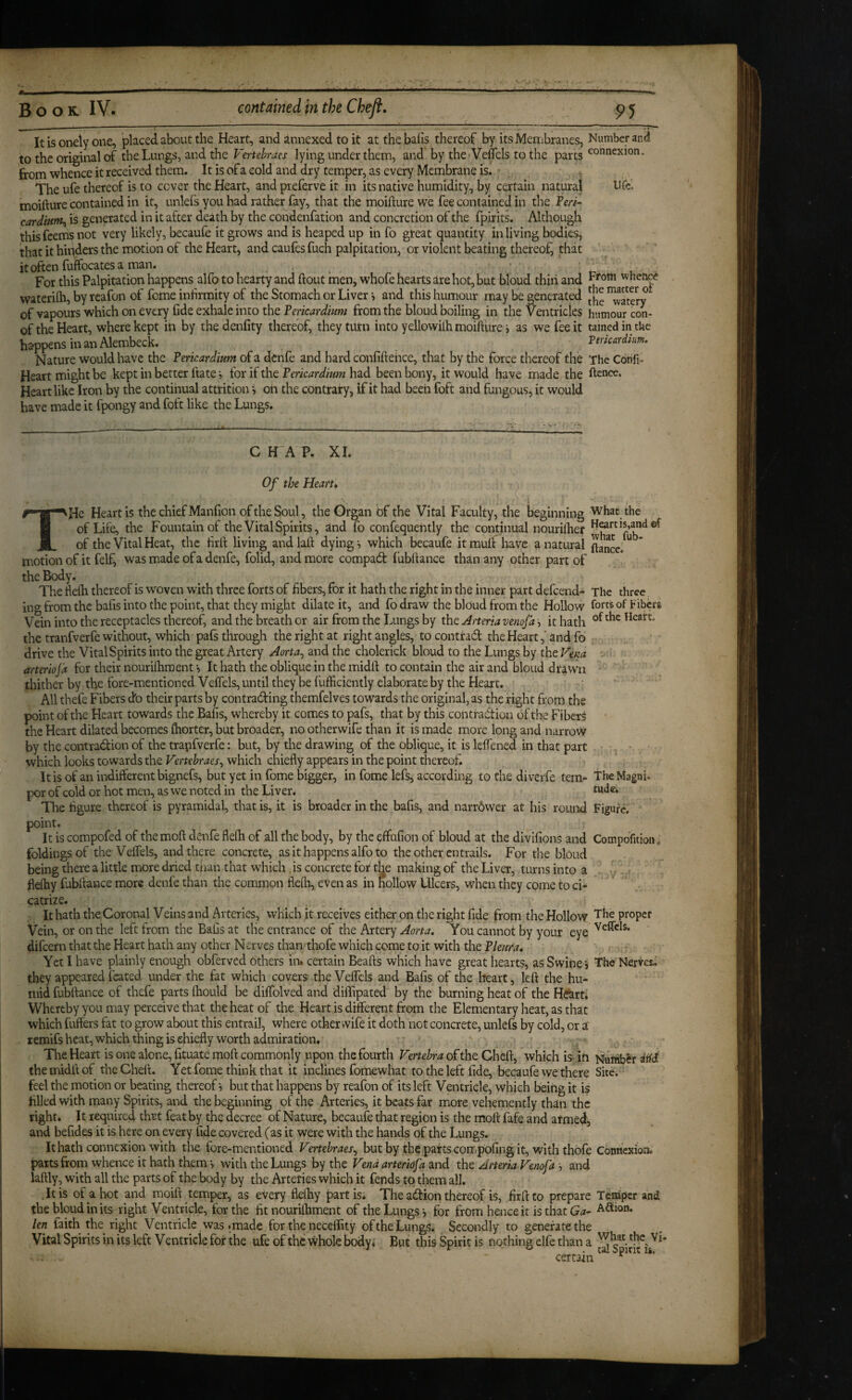 It is oiiely one, placed about the Heart, and annexed to it at the balls thereof by its Membranes, Number and to the original of the Lungs, and the lying under them, and by the -VelTels to the from whence it received them. It is of a cold and dry temper, as every Membrane is. ' + The ufe thereof is to cover the Heart, and preferve it in its native humidity, by certain naturajl ur<<. moifture contained in it, unlefs you had rather fay, that the moifture we fee contained in the Per/- cardium^ is generated in it after death by the condenfation and concretion of the fpirits. Although this feems not very likely, becaufe it grows and is heaped up in fo great quantity in living bodies, that it hipders the motion of the Heart, and caufes fuch palpitation, or violent beating thereof, that itoften fuffocates a man. For this Palpitation happens alfo to hearty and flout men, whofe hearts are hot, but bloud thin and whetipe waterilh, by rcafon of feme infirmity of the Stomach or Liver •, and this humour may be generated [he™?tery of vapours which on every fide exhale into the Pericardmm from the bloud boiling in the Ventricles humour con- of the Heart, where kept in by thedenfity thereof, they turn into yellowilh moiflure i as we fee it tamed in the happens in an Alembeck. Vmcardmm. Nature would have the Pericardmm of a denfe and hard confiflehce, that by the force thereof the The Cdhfi» Heart might be kept in better flate •, for if the Pericardium had been bony, it would have made the flenee. Heart like Iron by the continual attrition •, on the contrary, if it had been foft and fungous, it would have made it fpongy and foft like the Lungs. C H A P. XI. Of the Heart* THe Heart is the chief Manfion of the Soul, the Organ of the Vital Faculty, the beginning whac the of Life, the Fountain of the Vital Spirits, and fo confequently the continual nouriflier of the Vital Heat, the flrft living and lafl dying ^ which becaufe it muft have a natural ftance. * motion of it felf, was made of a denfe, folid, and more compad lubflance than any other part of the Body. The flefli thereof is woven with three forts of fibers, for it hath the right in the inner part defeend- The three ing from the bafis into the point, that they might dilate it, and fo draw the bloud from the Hollow forts of fibers Vein into the receptacles thereof, and the breath or air from the Lungs by PatAneriaiienofa -, it hath of the Hearts the tranfverfe without, which pafs through the right at right angles, to contrad the Heart,’ and fo drive the Vital Spirits into the great Artery Aorta^ and the cholerick bloud to the Lungs by the Vena - arteriojd for their nouriihraent •, It hath the oblique in the midfl to contain the air and bloud drawn thither by the fore-mentioned Veffels, until they be fufficiently elaborate by the Heart. All thefe Fibers db their parts by contrading themfelves towards the original, as the right from the point of the Heart towards the Bafis, whereby it comes to pafs, that by this contradtion of the Fibers the Heart dilated becomes Ihorter, but broader, no otherwife than it is made more long and narrow by the contradion of the trapfverfe: but, by the drawing of the oblique, it is leffened in that part which looks towards the Vertehraes^ which chiefly appears in the point thereof. It is of an indifferent bignefs, but yet in fome bigger, in fome lefs, according to the diverfe tern- TheMagnl- per of cold or hot men, as we noted in the Liver. tude. I'he figure thereof is pyramidal, that is, it is broader in the bafis, and narr6wcr at his round Figure, point. It is compofed of the mofl denfe flefh of all the body, by the effufion of bloud at the divifions and Compofitioii. foldings of the Veffels, and there concrete, as it happens alfo to the other entrails. For the bloud being there a little more dried tnan that which , is concrete fof the making of the Liver, turns into a . y. » flefhy fubflance more denfe than the common flefh, even as in hollow Lllcers, when they come to ci- * - catrize. It hath the Coronal Veins and Arteries, which it receives either on the right fide from the Hollow The proper Vein, or on the left from the Bafis at the entrance of the Artery You cannot by your eye difeern that the Heart hath any other Nerves than thofe which come to it with the Pleura* Yet I have plainly enough obferved others in% certain Beafls which have great hearts, as Swine-, The Nerves^ they appeared feated under the fat which covers the Veffels and Bafis of the heart, lefl the hu¬ mid fubflance of thefe parts ihould be diffolved and diffipated by the burning heat of the Hekrt. Whereby you may perceive that the heat of the Heart is different from the Elementary heat, as that which fuffers fat to grow about this entrail, where other wife it doth not concrete, unlefs by cold, or a remifs heat, which thing is chiefly worth admiration. , ' ' The Heart is one alone, fituate mofl commonly upon the fourth Vertebra of the Chefl, which is in Number the midfl of the Chefl. Yet fome think that it inclines fomewhat to the left fide, becaufe we there Site, feel the motion or beating thereof-, but that happens by reafon of its left Ventricle, which being it is filled with many Spirits, and the beginning of the Arteries, it beats far more vehemently than the right. It required thBt feat by the decree of Nature, becaufe that region is the mofl fafe and armed, and befides it is here on every fide covered (as it were with the hands of the Lungs. It hath connexion with the fore-mentioned Vertebraes^ but by the parts compofing it, with thofe Conttesion, parts from whence it hath them -, with the Lungs by the Vena arteriofa and the Arteria Venofa h and iaftly, with all the parts of the body by the Arteries which it fends to them all. .It is of a hot and raoifl temper, as every flelhy partis. The adtion thereof is, firftto prepare Temper and the Woud in its right Ventricle, for the fit nourilliment of the Lungs for from hence it is that Ga- Aftion. len faith the right Ventricle was»made for the necelTity of the Lungs. Secondly to generate the Vital Spirits in its left Ventricle for the ufe of the whole body* But this Spirit is nothing elfe than a ^ certain ^ **