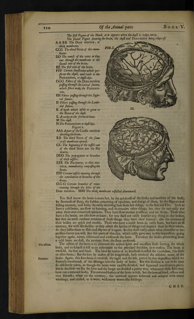 Uje firji Figure of the Head^ as it appears when thesh^U is tak^n away, ‘The fecond Figure Jhewingthe hrain^ the sk^Uand Dura mater being tak^noffl A A BB the Dura meninx, or ■ thicks membrane* CCC the third Sinus of this mem-- hrane. DD the courfe of the veins as ih^ run through the membrane or the fecond vein of the brain, EE the firji vein of the brain, FFF Certain fmall veins which per¬ forate the sk^lt and reach to the Pericranium, or sk^ll-skin, GGG Fibers of the Dura meninx the coronal future^ the Pericrani¬ um. HH Fibers pajfingthrough the fagit- tal future, II Others pajfing through the Lamb- dal future, K A k^ub which ufeth to grow to the Sinus of the sb^V, L A cavity in the forehead-bone, M the skull, N the Pericranium or sk$dl-kjn» Figure 2. AAA Apart of the Craffa meninx dividing the brain, B B the third Sinus of the fame crafs membrane opened, CC the beginning of the vejfels out of the third Sinus into the Pia mater. DDD the propagation or branches of thefe vejfels, FEE the Pia mater, or thin me¬ ninx, immediately compajfingthe brain, FFF Certain vejfels running through the convolutions or branches of the brane, GGG Certain branches of veins running through the fides of the Dura meninx. HHH the thic}^ membrane reflected downward. You (hall know the brain is more hot, by the quicknefs of the fenfes and motions of the body, by (hortnefs of deep, the fudden conceiving of opinions, and change of them, by the flippery and failing memory, and laftly, by eafily receiving'hurt from hot things, as the Sun and Fire. Such as have a cold brain, are How to learning, and to conceive other things, but they do not eafily put away their once conceived opinions. They have flow motion to adion, and are lleepy. Thofewho have a dry brain, are alfo flow to learn, for you ftiallnot eafily imprint any thing in dry bodies, but they are moft conftant retainers of thofe things they have once learned i alfo the motions of their bodies are quick and nimble. Thofe who have a moift brain do eafily learn, but have an ill memory, for with like facility as they admit the fpecies of things and imprint them in their minds, do they fuffer them to Aide and flip out of it again. So clay doth eafily admit what chara(!f er or im- preffion foever you will, but the parts of this clay, which eafily gave way to this impreflion, going together again, mixes, obliterates and confounds the fame. Therefore the fenfes proceeding from a cold brain are dull, the motions flow, the fleep profound. The aftion. The adf ion of the brain is to elaborate the animal fpirit and neceflary fenfe ferving the whole body, and to fubjed: it felf as an inftrument to the principal faculties, astoreafon. The brain is twofold, the fore and hind. The hind by reafon of its fmallnefs is called the Cerebellum^ (the little or after-brain.) But the fore by reafon of its magnitude, hath retained the abfolute name of the Number. brain. Again, this fore-brain is twofold, the right and the left, parted by that depreifion which we formerly mentioned, of the Meninges into the body of brain. But this divifion is not to be here fo abfolutely taken, as though the brain were exadly divided, and feparated into fo many parts v but in the fenfe we fay the liver and the lungs are divided a pretty way, whereas at their Balls they have one continued body. The outward furface of the brain is foft, but the inward hard, callous and very fmooth j when on the contrary, the outward appears indented and unequal wfith many windings, and crefled, as it were, with many worm-like foldings. pajfing throng which fibers i