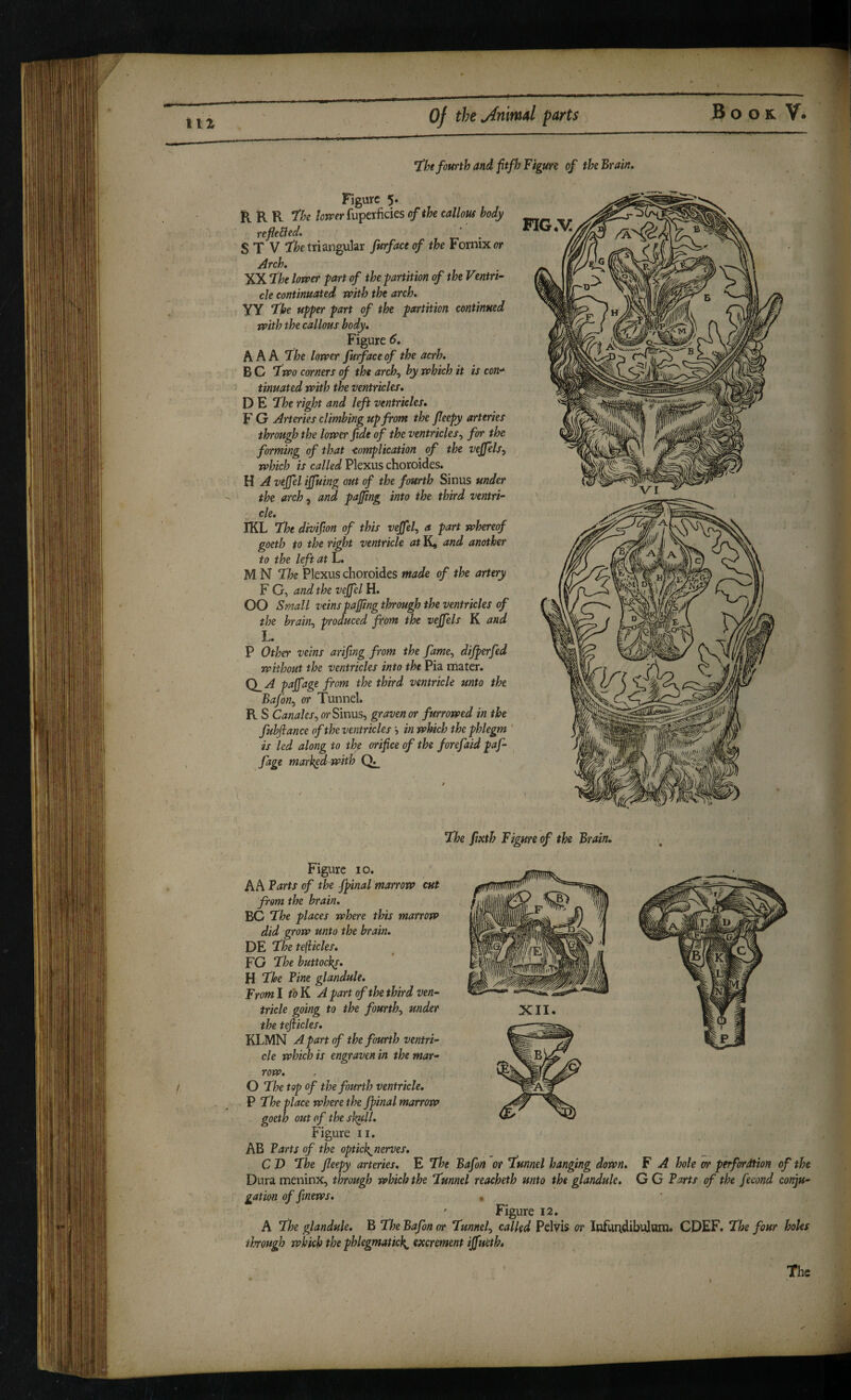 IIZ T'he fourth and fitfh Figure of the Brain, Figure 5. B. R R fhe /(jrrfrfuperficies of the callous body refle^ed* S T V triangular furfaceof the Fornix w Arch, XX 7he lorr>er part of the partition of the Ventri¬ cle continuated with the arch, YY T^he upper part of the partition continued with the callous body. Figure 6, AAA fhe lower furface of the aerh. B C fwo corners of the arch^ by which it is con-* tinuated with the ventricles, D E ‘The right and left ventricles, F G Arteries climbing upfront the fleepy arteries through the lower fide of the ventricles^ for the forming of that complication of the vejfels^ which is called Plexus choroides. H A vejfel ijfuing out of the fourth Sinus under the arch ^ and pajfing into the third ventri¬ cle. IKL The divifion of this vejfel, a part whereof goeth to the right ventricle at K, and another to the left at L. M N The Plexus choroides made of the artery F C, and the vejfel H. 00 Small veinspajfing through the ventricles of the brain, produced from the vejfels K and L. P Other veins arifing from the fame, dijperfed without the ventricles into the Pia mater. Q_A pajfage from the third ventricle unto the Bafon, or Tunnel. R S Canales, Sinus, graven or furrowed in the fuhflance of the ventricles 5 in which the phlegm ‘ is led along to the orifice of the forefaid paf- fage mark^with HG.V 'V \\ A VI At a' c: 7a '\ Lf XII. m i The fixth Figure of the Brain. Figure 10. A A Barts of the fpinal'marrow cut from the brain. BC The places where this marrow did grow unto the brain, DE The tefiicles, FO The buttock^, H The Fine glandule. From 1 toK A part of the third ven¬ tricle going to the fourth, under the teflicles, KLMN A part of the fourth ventri¬ cle which is engraven in the mar¬ row, O The top of the fourth ventricle, P The place where the fpinal marrow goeth out of the skull. Figure ii. AB Farts of the optick^nerves, C D The fleepy arteries, E The Bafon or Tunnel hanging down, F A hole or perfordtion of the Dura meninx, through which the Tunnel reacheth unto the glandule. G G Farts of the fecond conju¬ gation of finews, • Figure 12. A The glandule. B The Bafon or Tunnel, called Pelvis or Infundibulam. CDEF. The four holes through which the phlegmatick^ excrement ijfueth.