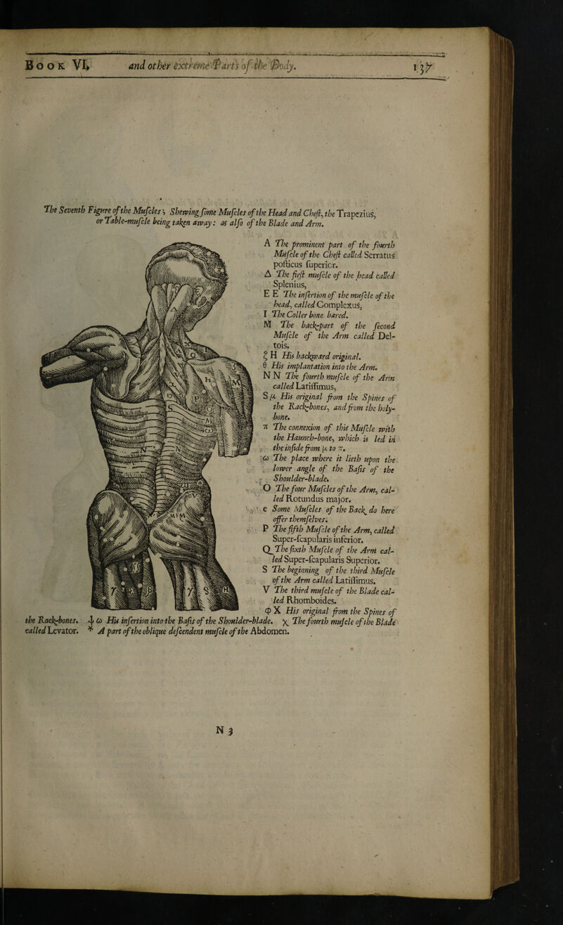 / Book VI^ andotikr Mrme’t^ansofiheBody, ijjr T^e Seventh FigHreofthe Mufcles', Shemngfome Mufcks of the Head and Cheji, the Trapezius, or lable-mufcle being taken avoay: as alfo of the Slade and Arm. \ A T'he prominent part of the fojtrth Mufcle of the Cheji called Serratus pofticus fupericr. A ‘the firji mufcle of the head called ' Splenius, E E ‘The infertion of the mufcle of the head-y called CompleSuS, I the Caller bone bared. M the backepart of the fecond Mufcle of the Arm called Del- tois. ^ H Hii backward original. 6 His implantation into the Arm. N N the fourth mufcle of the Arin called Latillimus, Sfi His original from the Spines of the Kackfjones^ and from the holy- ' bone. TT the connexion of this Mufcle n^ith the Haunch-bone^ which is led iri c the infide from ^to tt. \Cs the place where it lieth upon the \ lower angle of the Bafts of the ^ , Shoulder-blade. O the four Mufcles of the Arm^ cal¬ led Rotundas major, e Some Mufcles of the Back, do here offer themfelves. P the fifth Mufcle of the Arm^ called ' Super-fcapularis inferior. QJthe fixth Mufcle of the Arni cal¬ led Super-fcapularis Superior. S the beginning of the third Mufcle ofth Arm called Latillimus. V the third mu fie of the Blade cal¬ led Rhomboides. (p X His original from the Spines of the Fack^hones. 4 ^ FtU infertion into the Bafts of the Shoulder-blade. \ the fourth mujcle of the Blades called Levator. ^ A part of the oblique defeendent mufcle of the Abdomen. N 3