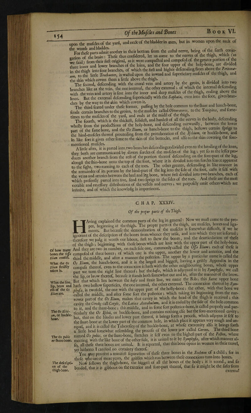 upon the mufclesof thTyard, and neck of the bladder in men, but in women upon the neck of ^^F^T^fe^parts^ad^t another in their bottom from the coftal nerve, being of the fixth conju- oatinn of the brain : Thefe thus confidered, let us come to the nerves of the thigh, which (as wp faid) from their firft original, as it were compaded and compofed of the greater portion of the tlirpe inner and lower branches of the loins, and the four upper of the holy-bone, are divided in thethiah into four branches, of which the firft and higher defcending from above the to the little ‘Trochanter^ is wafted upon the inward and fuperficiary mufcles of the thigh, and the’skin which covers them a little above the thigh. . . j- - j j , The fecond, defending with the crural vein and artery by the groin, is divided into two branches like as the vein, the one internal, the other external j of which the internal delcending with the vein and artery is Cent into the inner and deep mufcles of the thigh, ending above the knee. But the external defcending fupcrficially with the even into the root, gives bran¬ ches bv the way to the skin which covers it. , n j i u u The third feated under thefe former, palfing by the hole common to the (hare and hanch-bone, fends certain branches to the groins, to the mufcles called tothe Tr/ci/>/Ve/, andfome- timestothemufeksof the yard, and ends at the tnidft of the thigh. The fourth which is the thickeli, folideft, and hardeft of all the nctves m the body, dcfcending wholly from the produdions of the holy-hone, and defending outwardly, between the lower part of the fame bone, and the Os Ilium, or hanch-bone to the thigh bellows certain fprigs to the hind-mufcles thereof proceeding from the protuberation of the J[cbiumj or huckle-bone, and in like fort it gives other feme to the skin of the buttocks, and alfo to the skin covering the fore- A little after it is parted into two branches defeendingundivided even to the bending of the knee, they both are communicated by divers farcies of the mufclesof the leg •, yet fo as the lefler pro^ duces another branch from the reft of the portion thereof defeending on the fore-part of the leg, alonaft thelhin-bone unto the top of the foot, where it is divided into ten furcles icarce apparent to the fieht, two running to each of the toes. The other greater, defeendmg in like manner in the remainder of its portion by the hind-part of the leg into the fok of the foot, calls it felf with the veins and arteries between the heel and kg bone, where firft divided into two branches, each of which prefently parted into five, fend two {prigs to the fides of the toes. And thefe are the moft notable and neceffary diftributions of thevelfels and nerves i we purpofely omit others which are infinite, and of which the knowledg is impertinent. H of how many bones the Offa jlim confift. What the Os Ilium ftriftly taken is. What the line, lip, brow and rib of the Os Ilium are. The Os ifehi- umy or huckle- boae. The Os pubis or lhare-bone. The deferi pri¬ on of the thigh-bone. CHAP. XXXIV. Of the prcjier parts of the Thigh, Aving explained the common parts of the leg in general: Now we muft come to the pro¬ per, beginning at the thigh. The proper parts of the thigh, are mufcks, bones and hga- _ ments. But becaufe the demonftration ot the mufcles is fomewhat difficult, if we be ienorantof the defcripcion of the bones from whence they arife, and into which they are inforted j therefore we iudg it worth our labour, firft to Ihcw the bones, and the dearticidation of thefe of the thigh-, beginning with thofe bones which are knit with the upper part of the holy-bone. And they are two in number, on each fide one, commonly called the Ojj a Ilium-) each of thefe is compofed of three bones i of which one is the upper, another the lower and anterior, and the third the middle, and after a manner the pofterior. The upper by a particular name is called the Os Ilium, the hanch-bone, and it is the largeft and biggeft, having a gnftly Appendix in the compafs thereof, even to the connexion it hath with the other neighbouring bones, whofc upper part we term the right line thereof-, hnt! thehafs, which is adjoyned to it hy Symphyfts, vfe call the lip, or brow thereof^ becaufe it Hands both fomewhat out and in, ^ter the manner of the brow. But that which lies between the bafs and ilrait line, we name the Rib, this fame upper bone hath two hollow fuperficies, the one internal, the other external. The connexion thereof by phyfs, is twofold, the one with the upper part of the holly-bone -, the other, with that bone we called the middle, and after fome fort the pofterior -, which taking its beginning from the nar¬ rower part of the Os Ilium, makes that cavity in which the head of the thigh is received , this cavity the Greeks call Cotyle, the Latins Acetabulum, and it is ended by the fi<^^ of hole common to it, and the lhare-bone -, this middle, and in fome fort pofterior-bone, is called properly and par¬ ticularly the Os Lchii, or huckle-bone, and contains nothing elfe but the fc^e-mentioned cavity but, that on the mnder and lower part thereof, it brings forth a procefs, which adjoyns it felf to the lhare-bone at the lower part of the common hole, in which place it appears very rough and un¬ equal, anditiscalled theTuberofityof the huckle-bone, at whofe extremity alfo it brings forth a little head fomewhat refembling the procefs of the lower jaw called Corone, The third bone named Os pubis, or the ftiare-bone, ftretches it felf even to the higheft part of the Teaen, where meeting with the like bone of the other fide, it is united to it by Symphyfis, after which manner al¬ fo, all thefe three bones are united. It is reported, that this bone opens m women in their travel, vet hitherto I'can find no certainty thereof. . , ^ , r l-u r . You may perceive a manifell feparation of thefe three bones in the Sceleton of a child, for in thole who are of more years, the griltles which run between thefe connexions turn into bones. ■ Now follows the thigh-bone, the biggeit of all the bones of the body -, it is round, and fo bended, that it is gibbous on the exterior and fore-part thereof, thatfo it might be the faferfrom