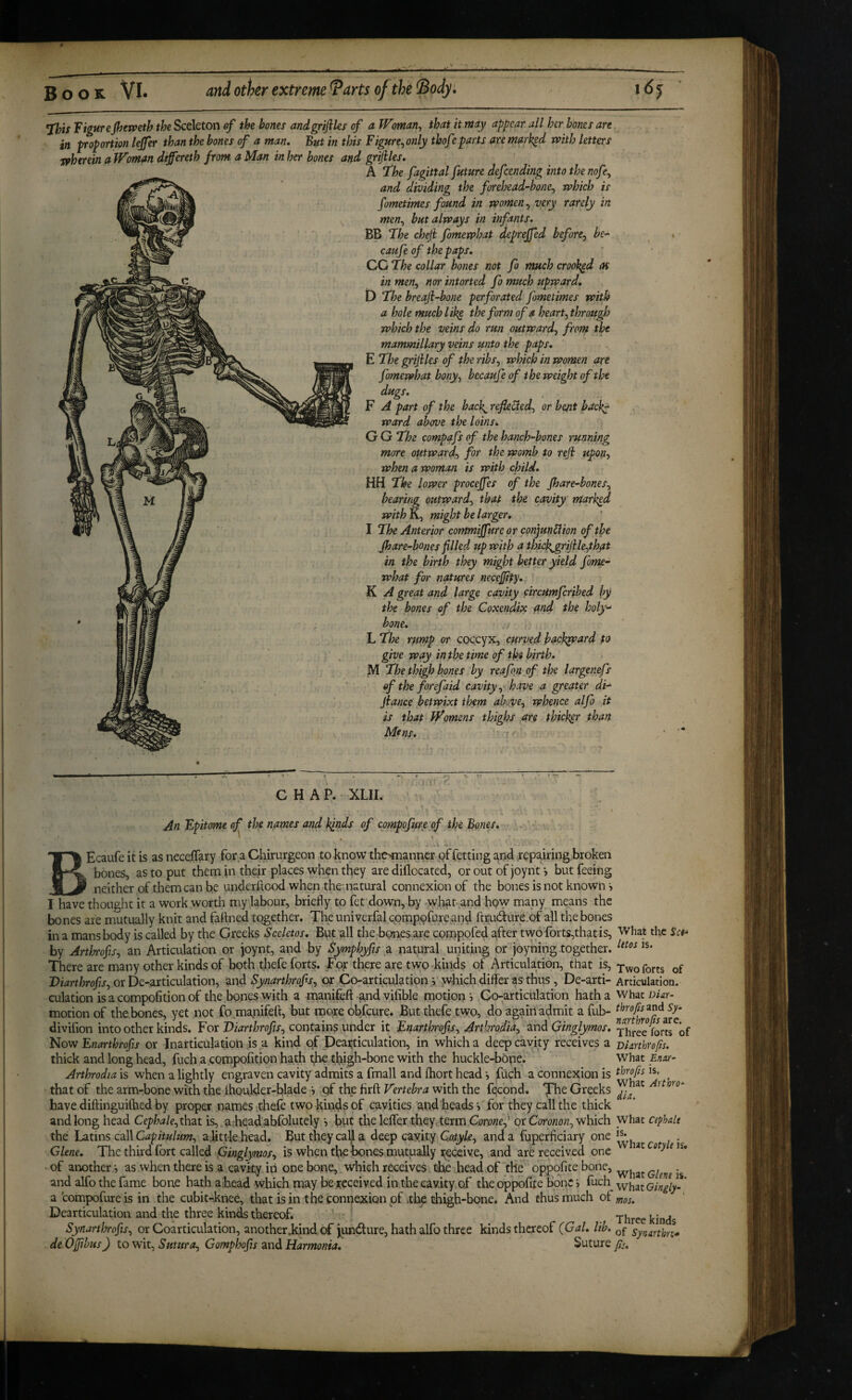 Book VI* and other extreme Tarts of the (Body. idj FigureJbetceth the Sceleton ef the bones andgrijiks of a Woman^ that it miy appear, all her hones are in proportion leffer than the bones of a man. But in this Figure^only thofeparts are marked vaith letters ■spherein aWoman differeth from a Man in her bones and grijiles. A fhe fagittal future defcending into the nofe^ and dividing the forehead-bone^ which is fometimes found in women ^ very rarely in men^ but always in infants. BB The cheji fomewhat deprejfed before^ be- caufe of the paps. CC The collar bones not fo much crooj^d as in men, nor intoned fo much upward, D The hreaji-bone perforated fometimes with a hole much like the form of a heart, through which the veins do run outward, from the mammillary veins unto the paps. E The grijiles of the ribs, which in women art fomewhat bony, becaufe of the weight of the dugs, F A part of the back^ reflected, or be/it back^j ward above the loins. G G The compafs of the hanch-bones running more outward, for the womb to reji upon, when a woman is with child, HH The lower procejfes of the Jhare-hones, bearing outward, that the cavity marked withK, might he larger, I The Anterior commijfure or conjunCiion of the Jhare-bones filled up with a thick^rijile,that in the birth they might better yield fome¬ what for natures necejfity.- K A great and large cavity circHmfcribed by the bones of the Coxendix and the holy-‘ hone. L The rpimp or coccyx, curved backward to give way in the time of tbs binh. M The thigh bones by reafqn of the largenefs of the forefaid cavity, have a greater di- Jiance betwixt them above, whence alfo it is that J^omens thighs are thicker than Mens. t ' ■ '' . ' : <■ P CHAP. XUI. An Epitome ef the names and kjnds of compofure of the Bones, •a \ - BEcaufe it is as necejOfary for a Chirurgeon to know the^nanner qFfetting and repairing broken bones, as to put them in their places when they are diilocated, or out of joynt •, but feeing neither of them can be underilood when the natural connexion of the bones is not known j I have thought it a work worth my labour, briefly to fet down, by -yyhat-,and how many means the bones are mutually knit and faflned together. The univerfal cpmpofureiind ftrudure.of all the bones in a mans body is called by the Greeks Sceletos, But all the-bonesare compofed after two forts,thatis. What the Set- by Arthrofis, an Articulation or joynt, and by Symphyfis a natural uniting or joyning together. There are many other kinds of both thefe forts. For there are two kinds of Articulation, that is, or De-articulation, Synarthrofis, or Co-articulation ,V which differ as thus , De-arti- Articulation, culation isacompofitionof the bones with a manifeft-gnd yifible motion j Co-articulation hatha Whaz Dur- motion of the.bones, yet not fo maiiifeft, but more obfeure. But thefe two, do again admit a fub- throfiswd, sy- divifion into other kinds. For Diarthrofis, contains under it Enarthrofu, Arthrodia, and Ginglymos, xhree forw^of Now Enarthrofis or Inarticulation is a kind of Peai;ticulation, in which a deep cavity receives a bIarthrofis. thick and long head, fuch apompofition hath thigh-bone with the huckle-bone. what Enax- Arthrodiais when a lightly engraven cavity admits a fmall and fhort head, fitch a connexion is thr^sis. that of the arm-bone with the Ihoulder-blade‘j pf the firfl: with the fecond. ^he Greeks have diftinguilhed by proper names thefe two kinds of cavities and heads •> for they call the thick and long head Cephale,thzt is, aheadabfolutely ', but the leffer theyrterm Corone,’ or which what cephale the hitins cd\\ Capitulum, aht,tie head. But they call a deep cayity Cotyle, and a fuperficiary one ^ Glene. The third fort called fainglymos, is when the bones mutually i;^eceive, and are received one * oye\u ■ of another, as when there is a cavity in one bone, which receives the head of the oppoflte bone, and alfo the fame bone hath ahead which may be-received in the cavity,of the oppofite bone j fuch oingly-' a 'compofure is in the cubit-knee, that is in the connexion of .the thigh-bone. And thus much of Dearticulation and the three kin^ thereof. ' ' Three kinds SynartJnrofis, or Coarticulation, another .kind of jundfure, hath alfo three kinds thereof (Gal. lib. synmhn* de OJfibusJ to wit, Sutura, Gomphofis and Harmonia, Suture fs.