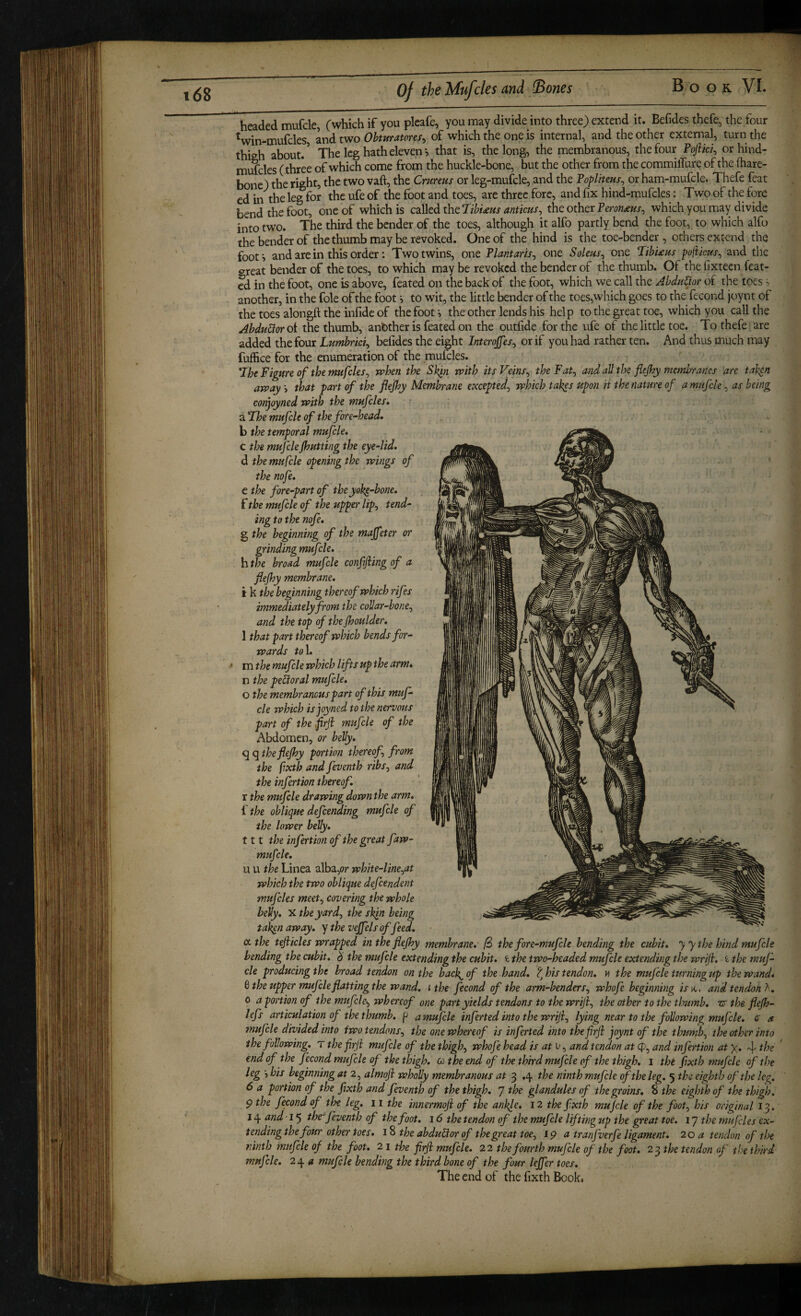 headed mufcle, (which if you plcafe, you may divide into three) extend it. Befides thefe, the four Vin-mufcles, and two Obturatores^ of which the one is internal, and the other external, turn the thigh about.’ The leg hath eleven*, that is, the long, the membranous, the four FoJUci^ orhind- mufcles (thr*ee of which come from the huckle-bone, but the other from the commilTurq of the (hare- bone) the right, the two vaft, the Crureus or leg-mufcle, and the Popliteus^ or ham-mufcle. Thefe feat cd in the leg for the ufe of the foot and toes, are three fore, and fix hind-mufcles; Two of the fore bend the foot, one of which is C2i\kd thc^ihUus amicus^ the other which you may divide into two. The third the bender of the toes, although it alfo partly bend the foot, to which alfo the bender of the thumb may be revoked. One of the hind is the toe-bender, others extend the foot*, and are in this order: Two twins, one Tlantaris^ one Soleus^ one ‘libUus pofikus^ and the great bender of the toes, to which may be revoked the bender of the thumb. Of the fixteen feat- cd in the foot, one is above, feated on the back of the foot, which we call the Ahdu^or of the toes ^ another, in the foie of the foot v to wit, the little bender of the toes,which goes to the fecond joynt of the toes alongft the infide of the foot i the other lends his help to the great toe, which you call the Abdudtor oi the thumb, another is feated on the outfide for the ufe of the little toe. To thefe are added the four Lumhrici^ befides the eight Interojfes^ or if you had rather ten. And thus much may fuffice for the enumeration of the mufcles. 7he Figure of the mufcles^ when the Skin with its Veins^ theFat^ and all the flejhy membranes are taken away j that part of the flejhy Membrane excepted^ which takes upon it the nature of amufcle, as being conjoyned with the mufcles* dFhe mufcle of the fore-head* b the temporal mufcle* c the mufcleJhutting the eye-lid. d the mufcle openmg the wings of the nofe* e the fore-part of the yok^-bone* f the mufcle of the upper lip, tend¬ ing to the nofe* g the beginning of the majfeter or grinding mufcle. h the broad mufcle confifting of a flejhy membrane. i k the beginning thereof which rifes immediately from the collar-bone, and the top of the Jhoulder. 1 that part thereof which bends for¬ wards to\. m the mufcle which lifts up the arm* n the peroral mufcle. o the membranous part of this muf¬ cle which isjoyned to the nervous part of the flrjl mujcle of the Abdomen, or belly, f^qtheflejhy portion thereof, from the fixth and feventh ribs, and the infertion thereof* r the mufcle drawing down the arm* ithe oblique defending mufcle of the lower belly. 111 the infertion of the great faw- mufcle* u u the Linea alba,or white-line,at which the two oblique defeendent mufcles meet, covering the whole belly. X the yard, the sk^n being taken away, y the vejfels of feed. CL the tejiicles wrapped in the flejhy membrane. ^ the fore-mufcle bending the cubit* yy the hind mufcle bending the cubit* h the mufcle extending the cubit, t the two-headed mufcle extending the wrijh i the muf¬ cle producing the broad tendon on the back^of the hand* ?Jois tendon* n the mufcle turningup the wand* ^ the upper mujcle flattingthe wand, ithe fecond of the arm-benders, -whofe beginning /rn, and tendon h* 0 a portion of the mufcle,, whereof one part yields tendons to the wriji, the other to the tl.mmb* -cr the flejh- lefs articulation of the thumb, p amufcle infertedinto the wriji, lying near to the following mufcle. e a tnujcle divided into two tendons, the one whereof is inferted into thefirji joynt of the thumb, the other into the following. T the firji mujcle of the thigh, whofe head is at u, and tendon at cp, and infertion at x* 4 ^he end of the fecond mufcle of the thigh. Q the end of the third mufcle of the thigh, i the fixth mufcle of the leg ', bis beginning at 2, almoji wholly membranous at 3 .4 the ninth mufcle of 'the leg. 5 the eighth of the leg. 6 a portion of the fixth and feventh of the thigh. 7 the glandules of the groins* 8 the eighth of the thigh, p the fecond of the leg. ii the mnermoji of the ankle. 12 the fixth mujcle of the foot, his original 13. jy and‘Ithe'feventh of thefoot* 16 the tendon of the mufcle liftingup the great toe. ly the mufcles ex- tendingthe four other toes, the abdu^or of the great toe, 15? a tranfverfe ligament* 20 a tendon of the ninth mufcle of the foot* 21 the firji mufcle. 22 the fourth mufcle of the foot* 23 the tendon of the third mufcle. 2^ a mufde bendmg the third bone of the four lejfer toes. The end of the fixth Book.