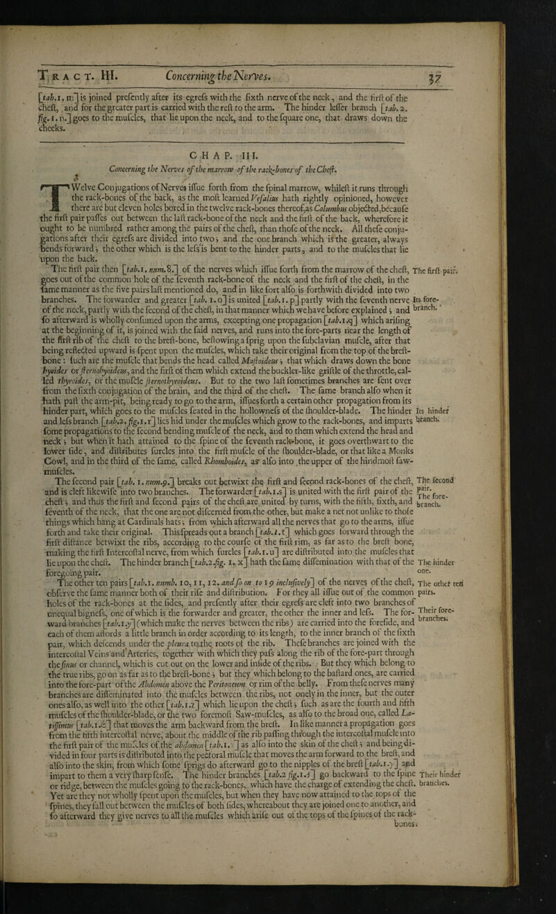 I, nQi? joined prefcntly after its egrefs with the fixth nerve of the neck, and the hrftof the cheft, and for the greater part is carried with the reft to the arm. The hinder lefler branch [tak 2. //^.i,n.]goQS to themufcles, that’lie upon the neck, and to the fquare one, that draws down the cheeks. CHAP. III. Concerning the Nerves of the marropo of the rach^bones of theCheft, Twelve Conjugations of Nerves iffue forth from the fpinal marrow, whileftitruns through the rack'bones of the back, as the moft learned Vefalius hath rightly opinioned, however there are but eleven holes bored in the twelve rack-bones thereof,as Columbus obje(fted,becaufe the firft pair paffes out between the laft rack-bone of the neck and the hrft of the back, wherefore it ought to be numbred rather among the pairs of the cheft, than thofe of the neck. All thefe conju¬ gations after their egrefs are divided into two i and the one branch which is the greater, always bends forward j the other which is the lefs is bent to the hinder parts, and to the mufcles that lie . ' upon the back. ‘ The hrft pair then [tabA,num.%f\ of the nerves which iffue forth from the marrow of the cheft, The firft pair, goes out of the common hole of the feventh rack-bone of the neck and the hrft of the cheft, in the fame manner as the hve pairs laft mentioned do, and in like fort alfo is forthwith divided into two branches. The forwarder and greater [tab. i. ol is united [tah.i.ff^ partly with the feventh nerve Its forc- of the neck, partly with the fecond of the cheft, in that manner which we have before explained s and branch. ‘ fo afterward is wholly confumed upon the arms, excepting one propagation [tab.i.<f] which arifing at the beginning of it, is joined with the faid nerves, and runs into the fore-parts hear the length of the flrftribof the cheft to the breft-bone, beftowingafprig upon the fubclavian mufcle, after that being refleded upward is fpent upon the mufcles, which take their original from the top of the breft- bone : luch are the mufcle that bends the head called Majhideus ■> that which draws down the bone hyeides ox flernohyoidem^ and the firft of them which extend the buckler-like griftle of the throttle, cal¬ led thyroides^ or the mufde jlernothyroideus. But to the two laft fometimes branches are fent over from the fixth conjugation of the brain, and the third of the cheft. The fame branch alfo when it hath pall the arm-pit, being ready to go to the arm, iffues forth a certain other propagation from its hinder part, which goes to the mufcles feated in the hollowncfs of the (houlder-blade. The hinder Its hinder and lefs branch [tab,2,fg.i.x'] lies hid under the mufcles which grow to the rack-bones, and imparts branch, fome propagations to the fecond bending mufcle of the neck, and to them which extend the head and neck i but when it hath attained to the fpine of the feventh rack-bone, it goes overthwart to the lower fide, and diftributes furcles into the firft mufcle of the Ihoulder-blade, or that like a Monks Cowl, and in the third of the fame, called Rhomboides^ as’ alfo into ^the upper of the hindraoft faw- mufcles. ^ ' The fecond pair [tab. i.num.p.'j breaks out betwixt the firft and fecond rack-bones of the cheft, 'The fecond and is cleft like wife into two branches. The forwarder [tab.i.s'j is united with the firft pair of the fore cheft 5 and thus the firft and fecond pairs of the cheft are^ united by turns, with the fifth, fixth, and branch! feventh of the neck, that the one are not difeerned from the other, but make a net not unlike to thofe things which hang at Cardinals hats’, from which afterward all the nerves that go to the arms, iffue forth and take their original. Thisfpreads'Qut a branch [tab.l.t] which goes forward through the firft diftance betwixt the ribs, according to the courfe of the firft rim, as far as to the breft bone, making the firft Intercoftal nerve, from which furcles [tab.i.\f\ are diftributed into the mufcles that lie upon the cheft. The hinder branch [tab.2 .fig. 1, x] hath the fame diffemination with that of the The hinder foregoing pair. ^ The other ten pairs [tab. i. numb, i o, 11,12. andfo on to 1 p inchifively~\ of the nerves of the cheft, The other teri obftrve the fame manner both of their rife and diftribution. For they all iffue out of the common pairs, holes of the rack-bones at the tides, and prefently after their egrefs are cleft into two branches of unequal bignefs, one of which is the forwarder and greater, the other the inner and lefs. The for- ward branches [tab.i.y] (which make the nerves between the ribs) are carried into the forefide, and each of them affords a little branch in order according to its length, to the inner branch ol the fixth pair, which defeends under the pleura torhe roots ot the rib. Thefe branches are joined with the intercoftal Veins and Arteries, together with which they pafs along the rib of the fore-part through the fmus or channel, which is cut out on the lower and infide of the ribs. But they which belong to the true ribs, go on as far as to the breft-bone i but they which belong to the baftard ones, are carried into the fore-part oi the Abdomen dhovc the Peritoneum or rim of the belly. From thefe nerves many branches are diffeminated into the mufcles between the ribs, not onely in the inner, but the outer ones alfo, as well into the other 1.7] which lie upon the cheft;, fuch as arc the fourth and fifth mufcles of the ftioulder-bladei, or the two foremoft Saw-mufcles, as alfo to the broad one, called L^- tijfimus [tab.i.(if\ that moves the arm backward from the breft. In like manner a propagation goes from the fifth intercoftal nerve, about the middle of the rib paffing through the intercoftal mufcle into the firft pair of the mulles of the abdomen [tab.i.y'] as alfo into the skin of the cheft *, and beingdi¬ vided in four parts is diftributed into the peitoral mufcle that moves the arm forward to the breft, and alfo into the skin, from which fome fprigs do afterward go to the nipples of the breft [tab.i.y] and impart to them a very fliarpfenfe. The hinder branches [tab.2 fig.i.j] go backward to the fpine Their hinder or ridge, between the mufcles going to the rack-bones, which have the charge of extending the cheft. branches. Yet arc they not wholly fpent upon the mufcles, but when they have now attained to the tops of the fpines, they fall out between the mufcles of both fides, whereabout they are joined one to another, and fo afterward they give nerves to all the mufcles which arife out ot the tops of the fpines of the rack- bones.