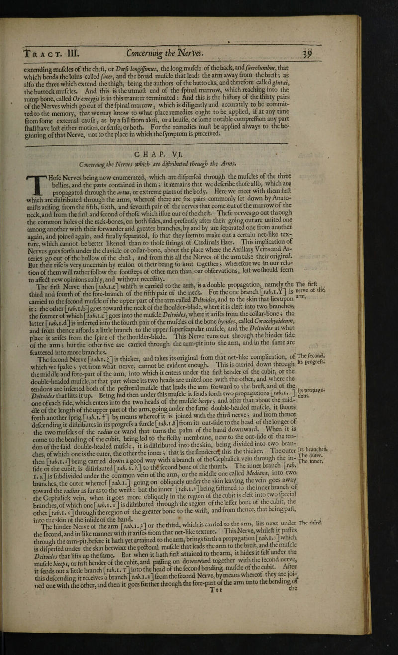 extending mufcles of the cheft, or Dorfi longijfmus^ the long mufcle of the back, znd facrolumhus, that which bends the loins called/^cer, and the broad mufcle that leads the atm away from thebrefti as alfo the three which extend the thigh, being the authors of the buttocks, and therefore caWtd glut the buttock mufcles. And this is the utmoft end of the fpinal marrow, which reaching into the rump bone, called Os coccygis is in this manner terminated : And this is the hiftory of the thirty pairs of the Nerves which go out of the fpinal marrow, which is diligently and accurately to be commit¬ ted to the memory, that we may know to what place remedies ought to be applied, ifat any time fromfome external caufe, as by a fall from aloft, or a bruife, or fomc notable comprelTion any part (hall have loft cither motion, or fenfe, or both. For the remedies muft be applied always to the be* ginning of that Nerve, not to the place in which thefymptOm is perceived. CHAP. VI. Concerning the Nerves pohich are diflribuled through the Arms. THofe Nerves being now enumerated, which are difperfed through the mufcles of the threS bellies, and the parts contained in them > it remains that we deferibe thofe alfo, which p® propagated through the artus^ or extreme parts of the body. Here we meet with them hrft which arediftributed through the arms, whereof there are fix pairs commonly fet down by Anato- mifts arifing from the fifth, fixth, and feventh pair of the nerves that come out of the marrow of the neck, and from the firft and fecond of thofe which iffue out of the cheft. Thefe nerves go out through the common holes of the rack-bones, on both fides, and prefently after their going outare united one among another with their forwarder and greater branches, by and by are feparated one from another again, and joined again, and finally feparated, fo that they feem to make out a certain net-like tex¬ ture, which cannot be better likened than to thofe firings of Cardinals Hats. This implication of Nerves goes forth under the clavicle or collar-bone, about the place where the Axillary Veins and Ar¬ teries go out of the hollow of the cheft, and from this all the Nerves of the arm take their original. But their rife is very uncertain by reafon of their being fo knit together > wherefore we in our rela¬ tion of them will rather follow the footfteps of other men than our obfervations, leftweftiould feem to affedt new opinions ralhly, and without neceffity. ^ i i , c « The firft Nerve then which is carried to the arrh, is a double propagation, namely the The . third and fourth of the fore-branch of the fifth pair of the neck. For the one branch [t^^.i.YJ is nei^e ot tne carried to the fecond mufole of the upper part of the arm called and to the skin that lies upon it; the other .b^ goes toward the neck of the Ihoulder-blade, where it is deft into two branches 5 the former ot which ltab.i.c] goes into the mufcle Oeltoides, where it arifes from the collar-bone i the latter \jab.i.dL^ is inlcrted into the fourth pair of the mufcles of the bone hyoides^ called Coracohyoideumy and from thence affords a little branch to the upper fuperfcapular mufcle, and the Veltoides at ^^hat place it arifes from the fpine of the ftioulder-blade. This Nerve runs out through the himer iide of the arm 5 but the other five are carried through the arm-pit into the arm, and in the fame are fcattered into more branches. . . , ^ i- The fecond Nerve M.i.n is thicker, and takes its original from that net-like complication, of Thefecondo which we fpake '•> yet from what nerve, cannot be evident enough. This is carried down through the middle and fore-part of the arm, into which it enters under the firft bender of the cubit, or the double-headed mufcle, at that part where its two heads are united one with the other, and where the tendons ate inferted both of the peaoral mufcle that leads the arm forward to the breft, and ol the _ ^ Pe^ttiArthatliftsitup. Being hid then under this mufcle it fends forth two propagations one of each fide, which enters into the two heads of the mufcle biceps i and after that about the mid¬ dle of the length of the upper part ot the arm, going under the fame double-headed mulcle, it Ihoots forth another fprig [tab.i. t] by means whereof it is joined with the third nerve s and from thence defeending it diftributes in its progrefs a furcle [tab.i from its out-fide to the head of the longer o the two mufcles of the radius or wand that turns the palm of the hand downward. When it is come to the bending of the cubit, being led to thefleftiy membrane, near to the out-fide of the ten¬ don of the faid double-headed mufcle, it isdiftributed intotheskin, being divided into two . ches, of which one is the outer, the other the inner 5 that is the flender^ tlucker. e ou ter then [tab.i. being carried down a good way with a branch of theCephali^ vein through the in- fide ot the cubit, is diftributed Itab. \.K’]to th(5 fecond bone of the thumb. The inner branch [tab. I. is fubdivided under the common vein of the arm, or the middle one called Medianay into two branches, the outer whereof [tab.i.going on obliquely undent the skin leaving the vein goes toward the radius as far as to the wrift: but the inner [tab.i. v] being faftened to the inner branch ot . the Cephalick vein, when it goes more obliquely in the region ot the cubit is cleft into Ipccial branches,ofwhich one isdiftributed through the region ofthelefler bone of the cubit, the other [tab. 1.0] through the region of the greater bone to the wrift, and from thence, that being palt, into the skin ot the inlide of the hand. ’ .11 r ^ J The hinder Neiveof the atm [tAi. f] or thethird, which is earned to the arm, lies nxt under The the fecond, and in like manner with it arifes from that net-like texture. ThisNeive,whileft it pafies through the arm-pit,before it hath yet attained to the arm, brings form a propagation [f 12^.1.5] whidi is di&rfed under the skin betwixt the peftoral mufcle that leads the arm to the bteft, and the mu c c Veltoides that lifts up the fame. But when it hath firft attained to the arm, it hides it felf unde he mufcle bkefs, or firft bender of the cubit, and paffing on downward together with dx tond na . it fends out a little branch [tab.i. into the head of the fecond bending mufcle 'h^ihit- Ac this defeending it receives a branch [tab.i.u;\ from the fecond Nerve, by means j ned one with the other, and then it goes further through the fore-part of the atm unto the bendii g