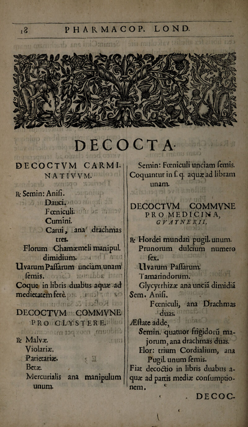 DECOCTA DECOCTVM CARMI¬ NAT IV VM. i $ ■ ■ ' »' ’ , \ ' Ec Scrain: Anifi. Dauci. : Foeniculi* Cumini. Carui, ana drachmas tres. Florum Chamaemeli manipuL dimidium. llvarum Paflarum unciam unam Jemis. • i Coque in libris duabus aquae ad medietatem fere. i \ : ..j [ V! DECOCTVM COMMVNE PRO CLYSTERE; > - - . • ; ? ; - . • > • * & Malvae. m Violariae. Parietariae. Betae. , V Mercurialis ana manipulum unum. Semin: Foeniculi unciam femis. Coquantur in f q. aquae ad libram unam. . i DECOCTVM COMMVNE PRO MEDICINA, G V ATNE RJI. Rt Hordei mundati pugil, unum. Prunorum dulcium numero lex. Uvarum Paflarum. T amarindorum. Glycyrrhizae ana uncia dimidia Sem. Anifi. Foeniculi, ana Drachmas duas. ASftatc adde, Semin. quatuor frigidoru ma¬ jorum, ana drachmas duas. Elor: trium Cordialium, ana Pugil, unum femis. Fiat decodio in libris duabus a- quae ad partis medix confumptio- nem. c • . DECOC- I <