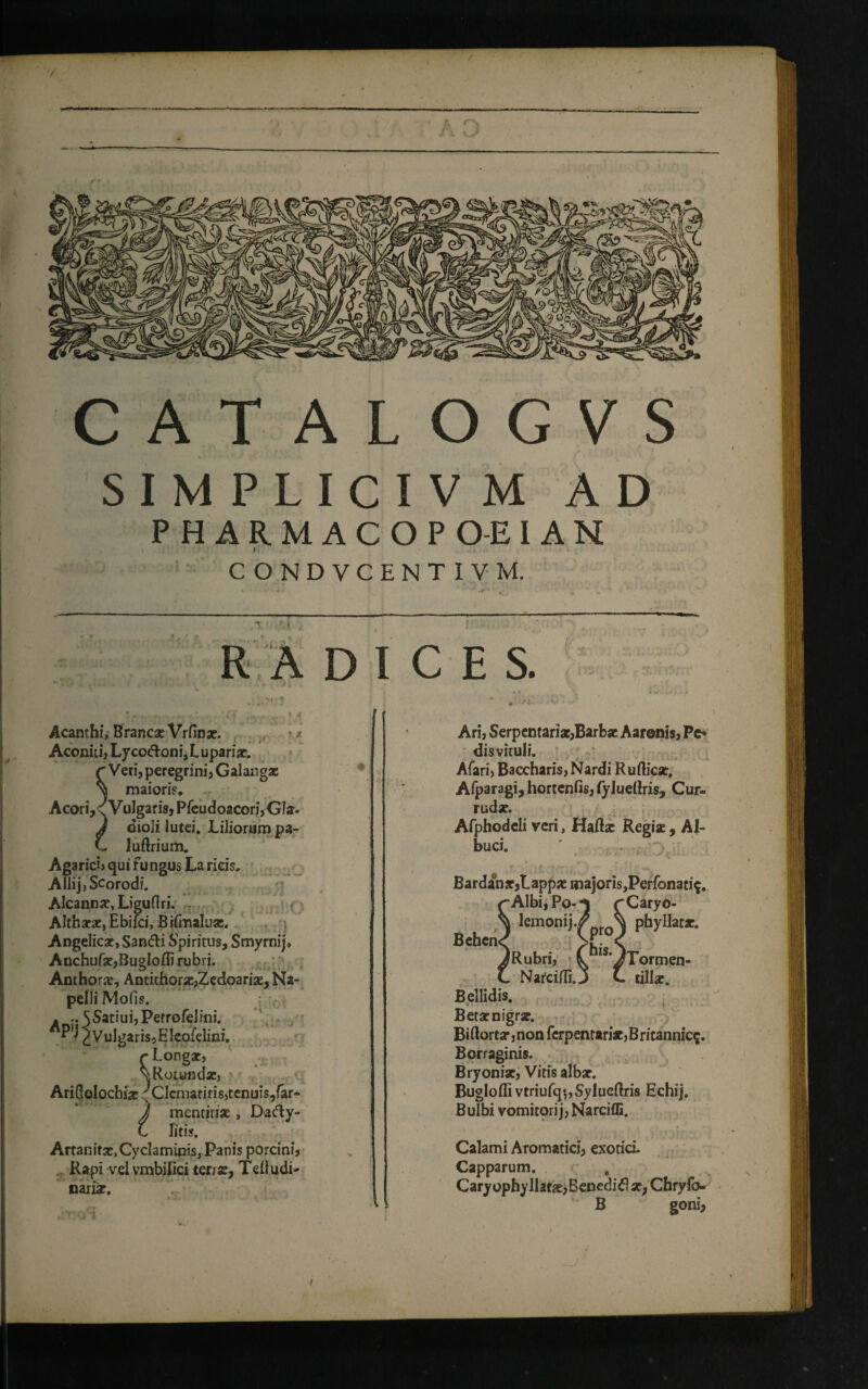 w CATALOGVS SIMPLICI V M AD PHARMACOP O-E1AN Ii' CONDVCENTIVM. RADICES. Acanthi, Brancae Vrfinae. ? * Aconiti, Lycoftoni,Lupariae. r Veri, peregrini, Galangas maiori?. Acori, (V ulgaris, Pfeu doacori, Gla* ) dioJi lutei. Liliorum pa- C luftrium. Agarich qui fungus La ricis. AllijjScorodi. Alcannae, Liguflri. Althaeae, Ebifci, Btfimaluae. Angelicae, Sanfti Spiritus, Smyrnij» Anchufae,BugIofli rubri. Anthorar, Antichorse,Zedoariae, Na- pelli Mofis. A .. SSatiuijPerrofeJini. cVulgaris,Hleofelini. r L opgae, \ Rotundae, Ariftolochiae ^Clcrnatirisjtenuis,far- J mentitiae, Dacty¬ li litis. Artanifae,Cyclaminis, Panis porcini, Rapi vel vmbilici terrae, Teli udi- nariae. “ Ari, Serpentariae,Barbae Aarenis, Pe¬ dis vituli. Afari, Baccharis, Nardi Rufticar. Afparagi, hortenfis, fylueriris, Cur- rudae. Afphodeli veri, Haftx Regiae, Al¬ buci. ' . Bardan jc,L appae majoris,Perfonati^. *Albi,Po--j rCaryo- lemonij.^ ^ phy liat*. Behen<^ p>P. c IRubri, t ls'JTormen- Nafcifli.j C. tiliae. Bellidis. •» « i * ■. ■ J 1 • , - » , v.y* ( nj V - V , ’ V i Betae nigrae. Bi ftor tar, non ferpentarisc, B ritannic$. Borraginis. Bryoniae, Vitis albae. Buglofli vtriufq-„SyJucftris Echij. Bulbi vomitori j, Narcifli. • / . . , • * ’ \ ' T '/ t f *• Calami Aromatici, exotici. Capparum. Caryophyllatae, Benedic xf Chryfo- B goni,