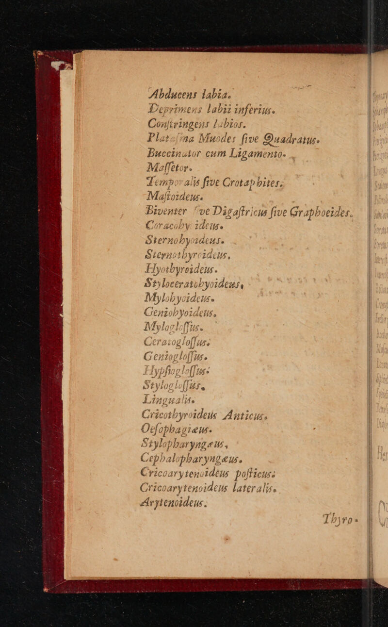 Pai labia. Deprtmens labit inferius. Con) tvingens Luibios. Platajina Mucdes five Quadratus Buccinutor cum Ligamento. ee hl Lempor alis five Crotap bites. Mafboide Ue Biventer ‘ve Dagaftricus five Grapboeides 34 2 Pap wea UA td vO TI VIVE UV bALMD 9 ~ a Pa eee yotbyroideus. / 4 y 4 . K Ge es, YERLOL al Pa f Wis ie { / [J° Ad if log APE YL oh | Me ey . Yotv hit UY te P Ovfophagieus. Siylopharyng ews , Cephalopharyngaus. Cricoarytenvidtus pofticus. Cricoarytenoideus lateralis. Ar ytencideus