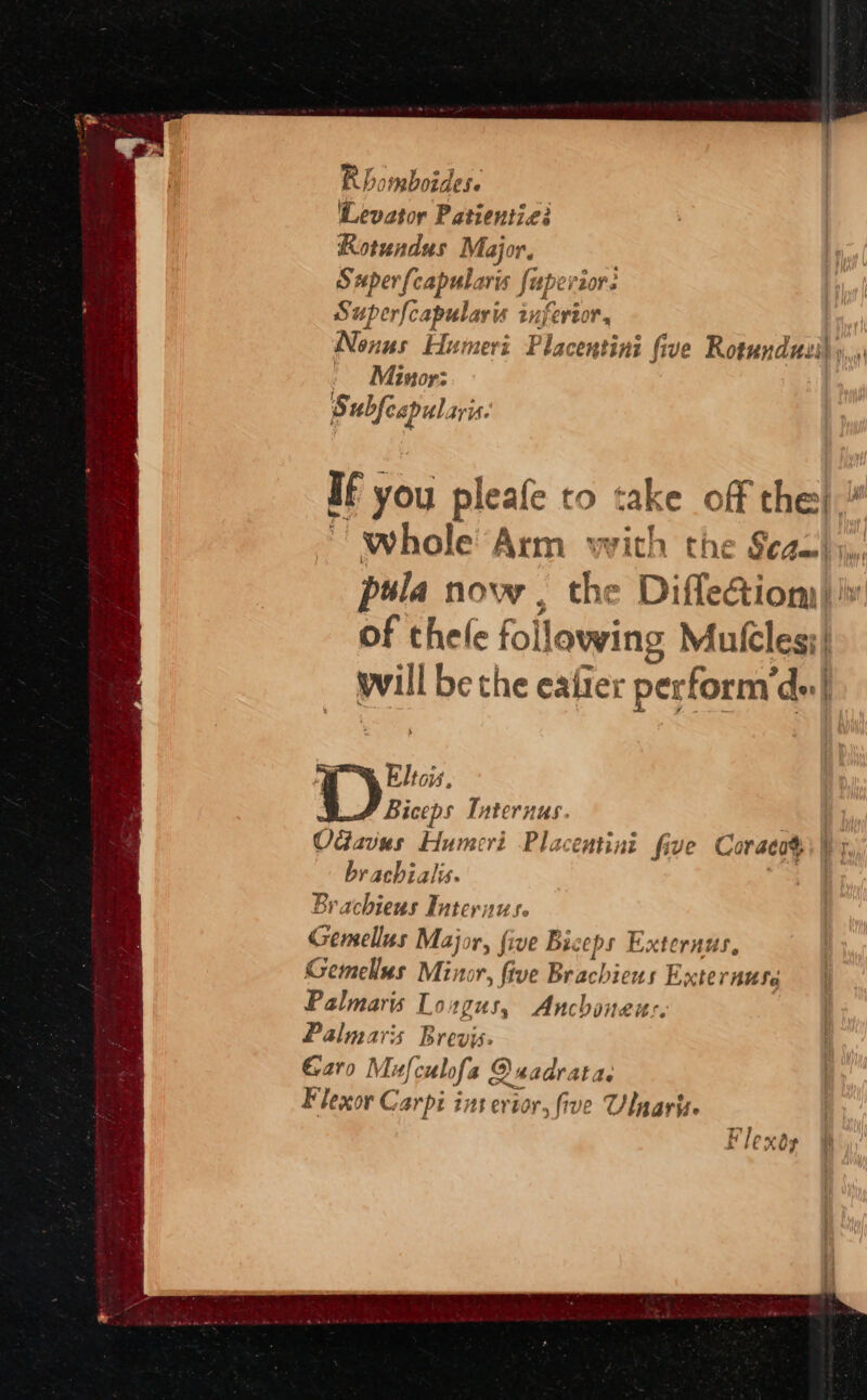 Rhomboidese '‘Levator Patientie: Rotundus Major. Superfcapularis fuperior. Superfcapularis inferior, Nonus Humeri Placentini five Rotundusi); ' Minor: Subfeapularis. If you pleafe to take off the). whole Arm with the Seaal;,,. pula now the Difle&amp;iony) | of thefe following Mutcles;/ pill be the eafier perform'd-| Eltois, Biceps Internus. | Odavus Humeri Placentini five Coraco$\) 7 brachialis. | Br achieus Internus. Gemellus Major, five Biceps Externus, Gemellus Minor, five Brachieus Externuse Palmaris Longus, Anchoneus. Palmaris Brevis. Garo Mufc ubfs 2 Qaadrata. Flexor Carpi i ins ertor, five Ulnarite Flexdy