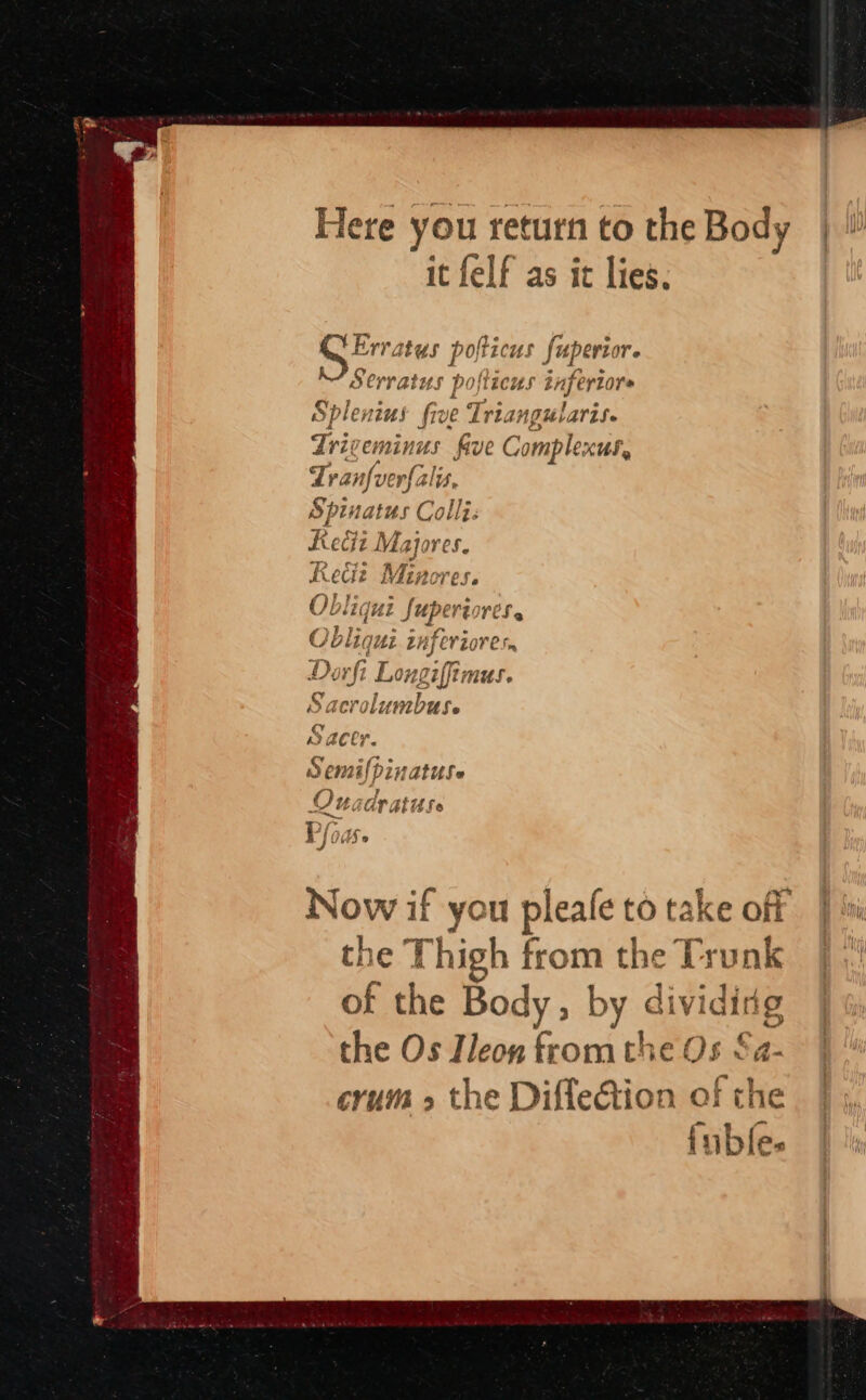Here you return to the Body | it felf as it lies. Erratus pof ticus fuperi Oe Serratus po {Tecus infertore Splenius five Tri: ANngUlAriSe Triv reminus fave Complexut, Tranfver{: alis, Spinatus Colli: Ketii Mayjores. Keci é Min ES « Ob lig Wak ape TES 4 Ob! qu zuferiores Do rfi Livaalitinat Sacrolumbuse Sacer. Semifpinatuse 8, te dy AtitSe Now if you pleale to take off | bi the Thigh from the Trunk |! of the Body , by dividing the Os Ileon fromthe Os § 5 crum &gt; the Diffeétion of the {ubfe.