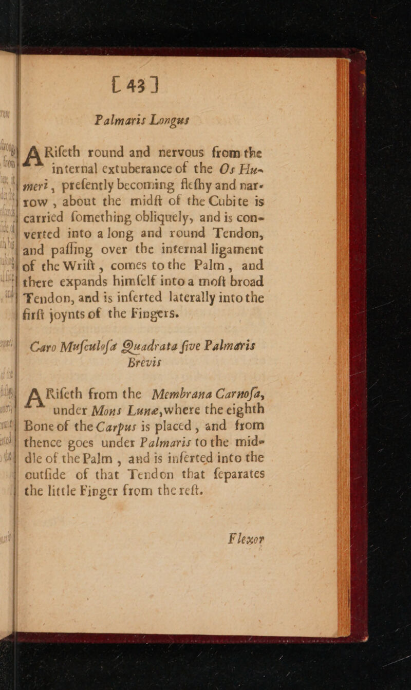 [ 43 ] Palmaris Longus a) A Rifeth round and nervous from the oI internal extuberance of the Os Hy- | mer? , prefently becoming fiefhy and nar- lrow , about the midft of the Cubite is } carried fomething obliquely, and is cone ‘verted into along and round Tendon, “Vand pafling over the internal ligament Hof the Wrilt , comes tothe Palm, and ‘there expands himfclf intoa moft broad | Fendon, and is inferted laterally into the | firft joynts of the Fingers. Caro Mufculofa Quadrata five Palmaris Brevis ; Rifeth from the Membrana Carnofa, | under Mons Lune,where the eighth | Bone of the Carpus is placed, and from ') thence goes under Palmaris to the mid&gt; die of the Palm , and is inferted into the outfide of that Tendon that feparates the little Finger from the reft.