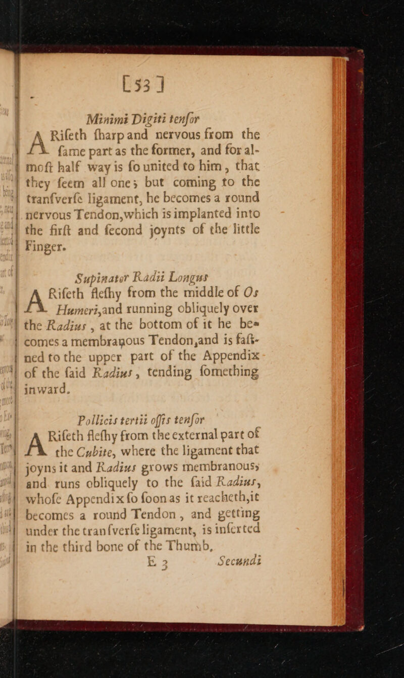 (eth fharpand nervous from the moft half way is fo united to him, that they feem all one; but coming to the tranfverfe ligament, he becomes a round nervous Ter \don, which is implan ie! into the firft and fecond joynts of the little rj inger. Supinator Radi Longus A Rifeth flethy from the middle of Os Humeri,and running obliquely over the Radius , at the bottom of it he be= comes a membragous Tendon,and is faft- dtothe upper part of the Appendix ned of the faid Radius, tending fomething in yard Pollicis tertiz offis tenfor A™ feth flefhy from the external part of he Cubite, where the ligament that joyns it and Radius grows me mbranous 55 and. runs obliquely to the fai d Radius, whofe Appendix fo foonas it rea icheth,i¢ becomes a round Tendon , a gctting under the tranfverf{e ligament, is infer ‘ted in the third bone of the Thumb, 4 + in Val) Ese Ls iJ “Una