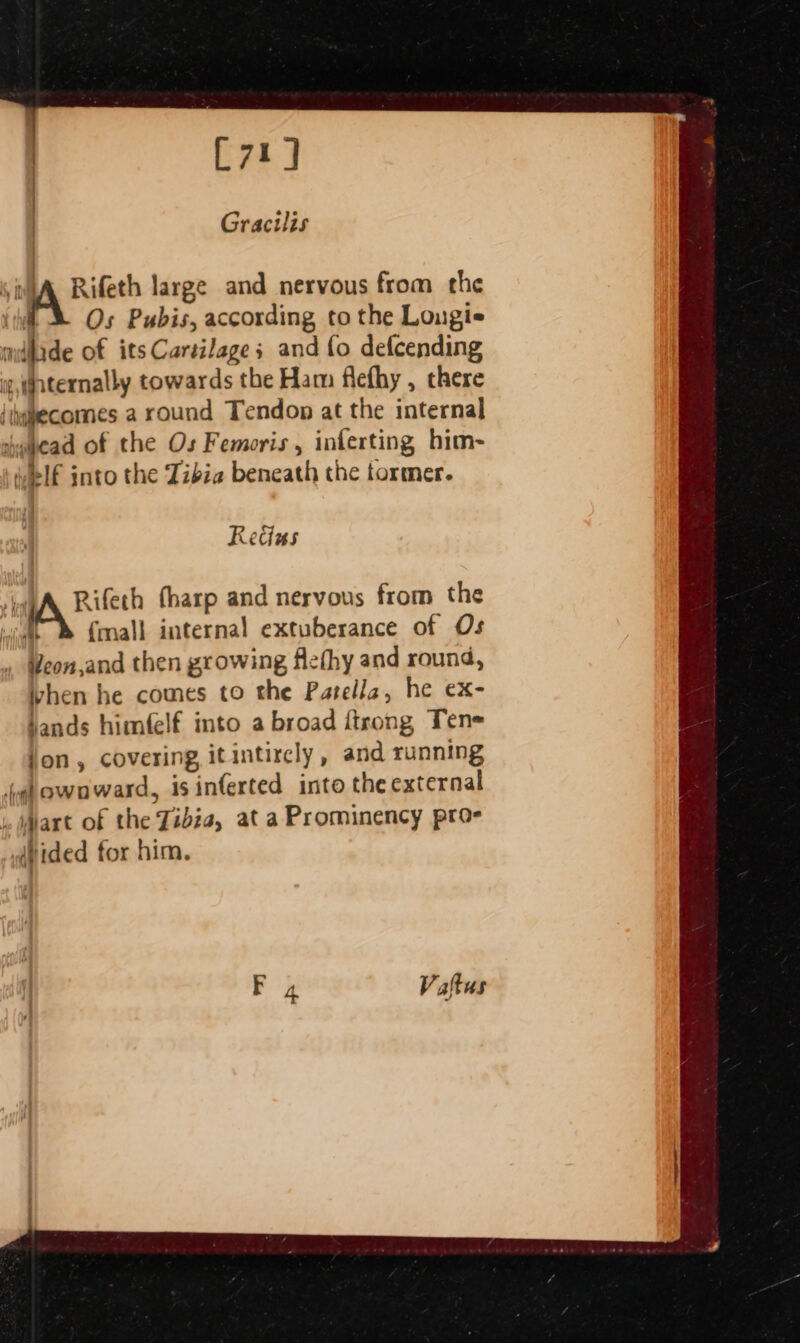 iA, Rifeth large and nervous from the iid &amp; Os Pubis, according to the Lougi- milade of its Cartilage; and fo defcending ig, nternally towards the Ham flefhy , there {wwecomes a round Tendon at the internal swihead of the Os Femoris , inferting him- AIF into the Tibia beneath the tormer. Retias ‘apes (harp and nervous from the [h {mall internal extuberance of Os ¥eon,and then growing flefhy and round, when he comes to the Patella, he ex- ands himfelf into a broad ftrong Ten jon, covering, itintircly, and running joel ownward, is inferted into the external ,. (art of the Jibza, at a Prominency pro- dyided for him.