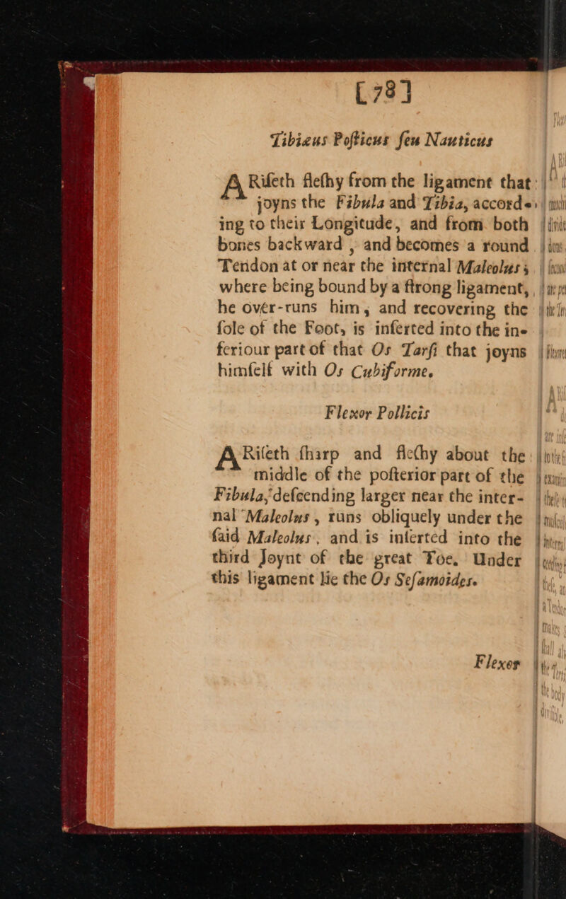 [73] Tibiaus Pofticus feu Nauticus ing to their Longitude, and from. both bones backward , and becomes 'a round Tendon at or near the internal Maleolus ; he ovér-runs him, and recovering the fole of the Foot, is inferted into the ine feriour partof that Os Tarfi that joyns himfelf with Os Cubiforme. Flexor Pollicis ARifeth fharp and ficthy about the middle of the pofterior part of the Fibula, defeending larger near the inter- nal “Maleolus , runs obliquely under the faid Maleolus, and is interted into the third Joynt of the great Toe. Under this ligament lie the Os Sefamoides. path Heiehit