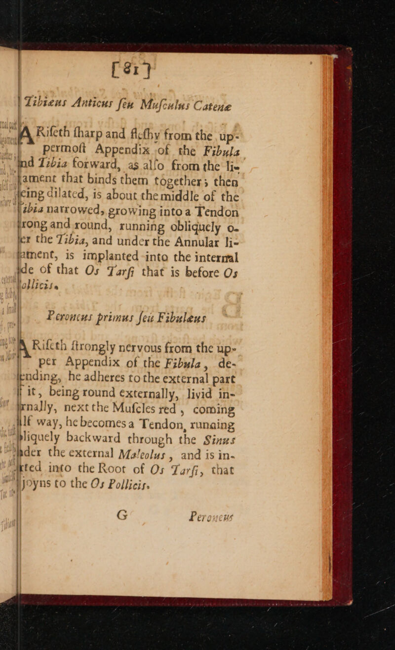 [S81} | Zibseus Anticus few Mufculus Catene | . Permoft Appendix of the Fibula ind Tibia forward, as alfo from the li jament that binds them tdgether; then deing dilated, is about the middle of the Vibia narrowed, growing intoa Tendon jrong and round, running obliquely o. ier the Tzbia, and under the Annular li- jament, is implanted -into the intermal ide Of that Os Tarfj that is before Os ‘Vollicts. Peroncus primus feu Fibuleus ) per Appendix of the Fibula, de- ending, he adheres to the external part | it, being round externally, livid in- if way, he becomes a Tendon, runaing pliquely backward through the Sinus dted unto the Root of Os Tarfi, that G Peroucus