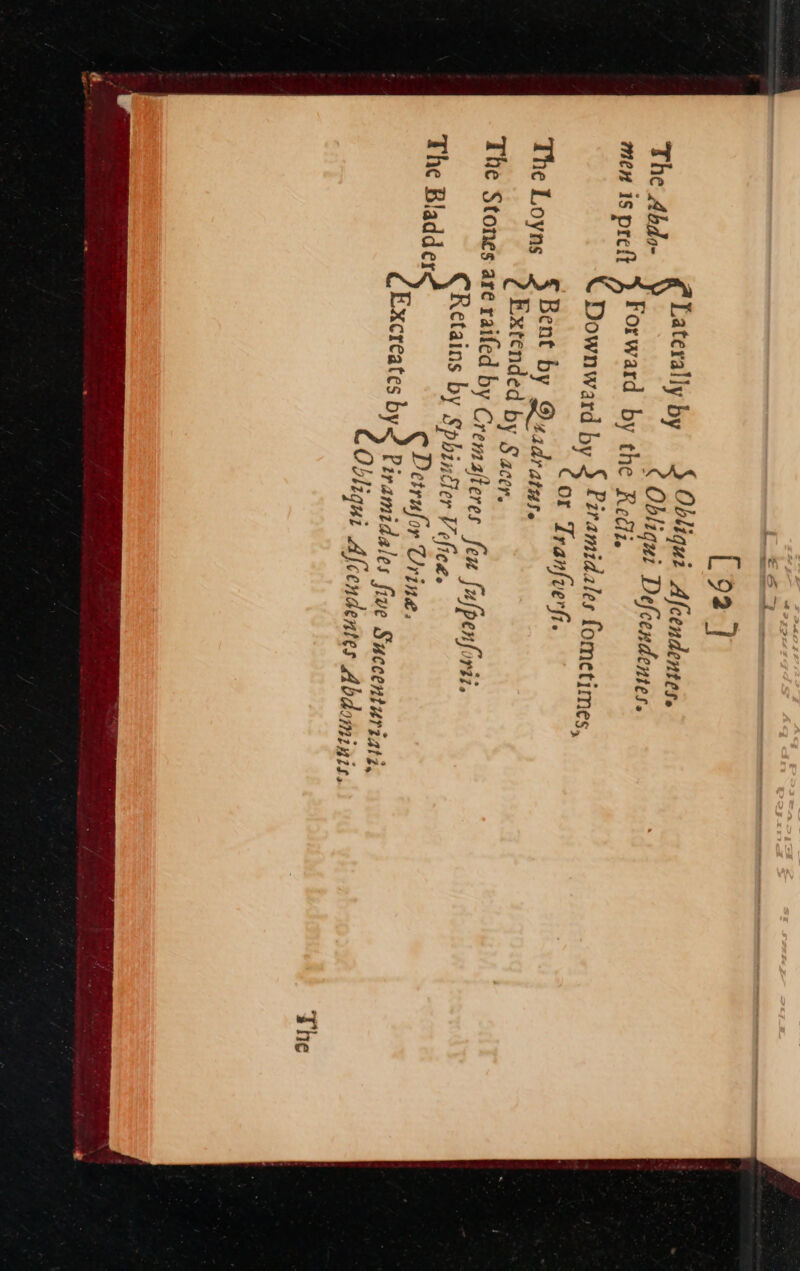 &lt; teral] $ Obliqui Afcendentes. The Abd). ees ¢ Obliqui Defcendentes. sili Forward by the Regi, men iS preft ge ine \ Downward by S Piramidales fometimes, COK Tranfverfi, Bent by Qadrarus. The Loyns Sierede by Sacer. The Stones are raifed by Cremafteres Seu fufpenforii, Retains by Sphingler Vefice. The Bladder § Detresfor Urine: