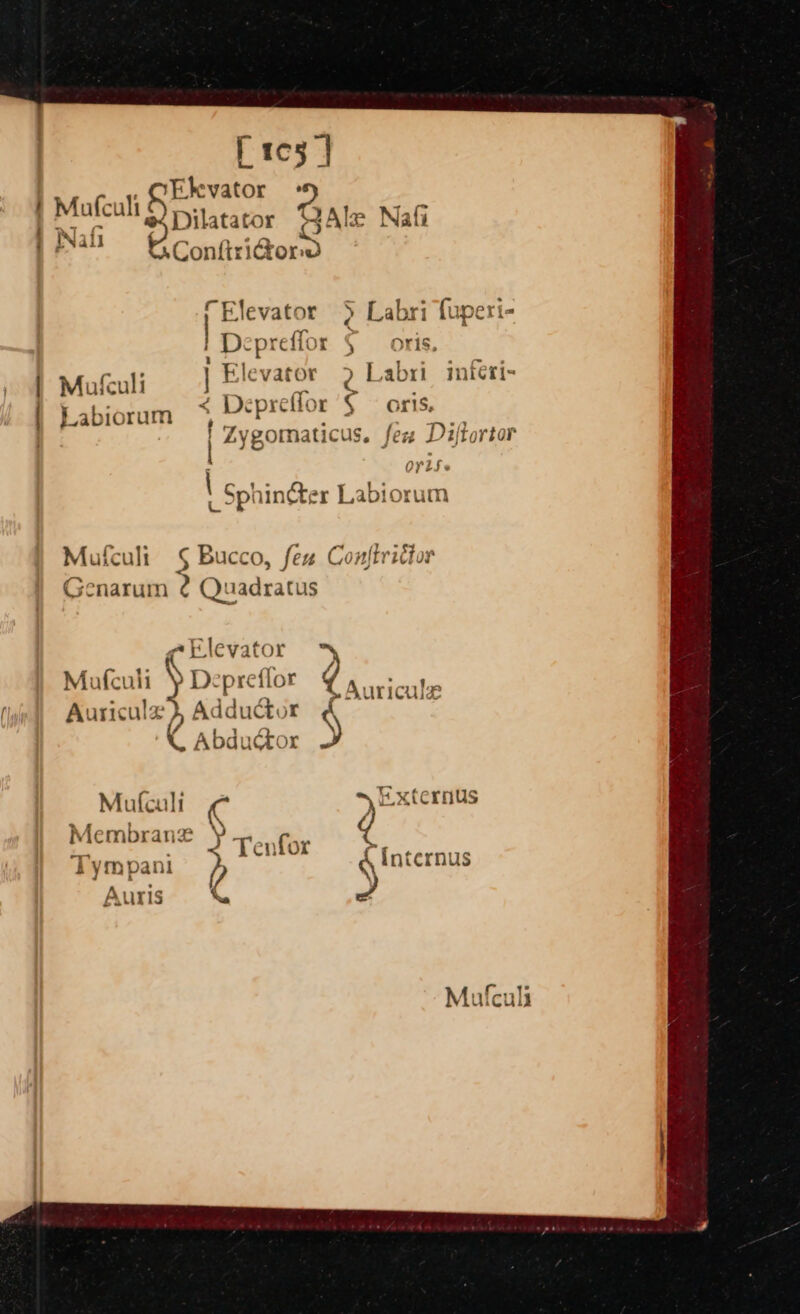 [rcs | 1Ekvator 2 Mafcult Dilatator Ale Nafi Ee ConfiriGtors “Elevator 5 Labri fuperi- Depreffor ¢ Elevator &gt; Labri iferi- ‘ Deprefflor § — oris. f ' zygomaticus. few Diftortor Oris, | Mofeuli | Labiorum OYlS« Spl uncter Labi orum | Mufculi § Bucco, few Conftrictor Genarum 20 Quadratus elevator 2 Ae : / Mufculi Depre {lor dy Auriculz }, As iductor é K Abductor » Mulculi C Pepaaia Membranz ». Lol &gt; &lt; Tenfor internus