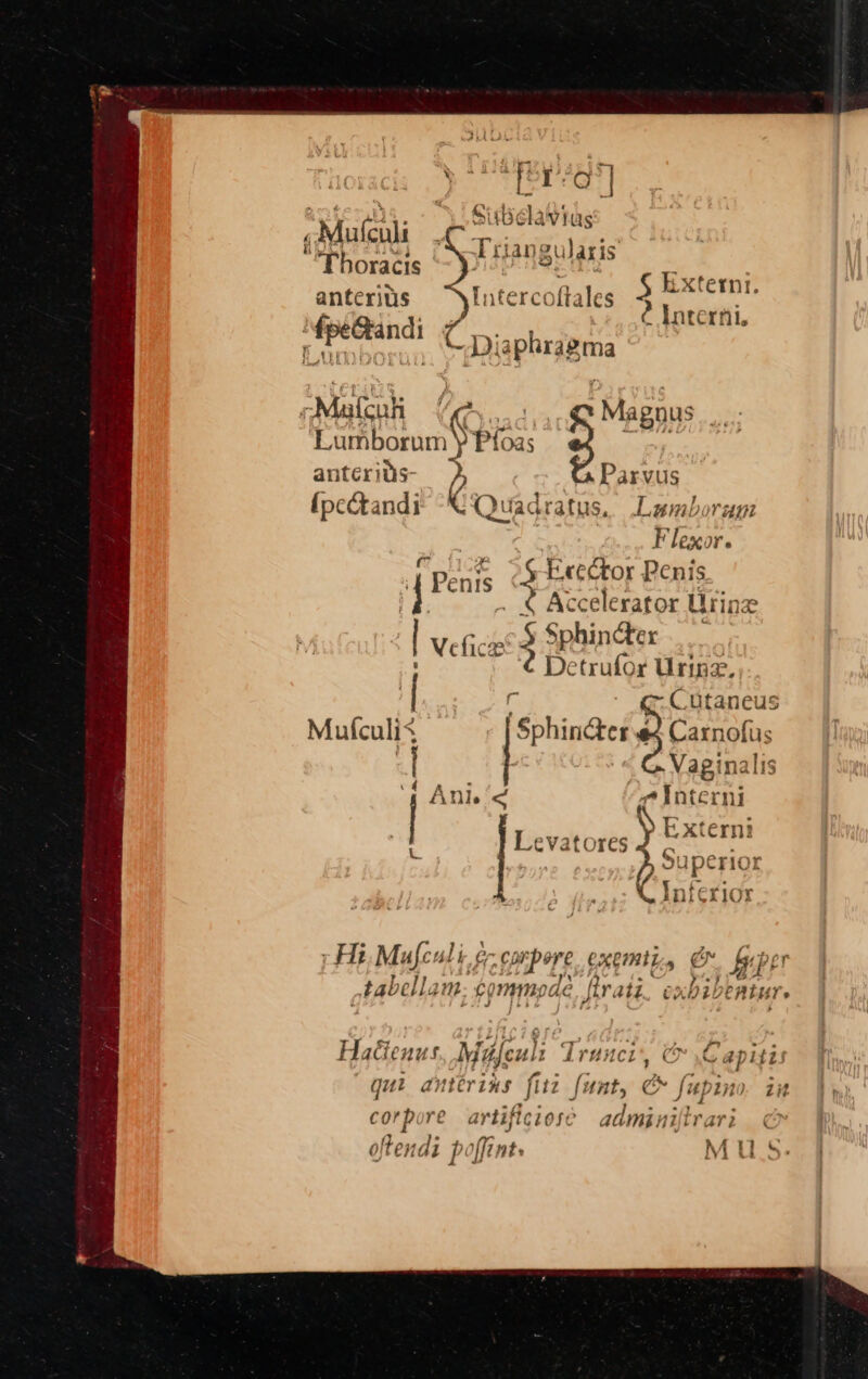 Bie aon Sisiclavias Priangularis ; Mulenli 'Thoracis anterius Tntercoftales 5 kK xternt. J ? Interni. \ Diaphragma -Mafeuk ; : Magnus Liban Ey anterids- >, Parvus {peandi K Quadratus.. Lamboram Flexor. [Penis -Exector Penis ‘j Accelerator Urine a Sphincter 2 Detrufor Urine. Cutaneus | Veficx Mufculi . Sphincter e2 Carnofis 4 Vaginalis | Anie‘< a interni xtern ~ Levatores t 5 uperior r §) 1..f S nterior + Hi, Mufeuli ¢- PTE CKEMIL, CO farps wtabella Mm: commpde fir att Ox bil PAtH ic Hacienus Miajeul: Tranci', &amp; ,Capisis 7 ‘ F > . 7, sy oa * qui anterins fitt funt, &amp; fupino. ii corpore artificiose adminiftrari © 0 Ren di po int MULLS.