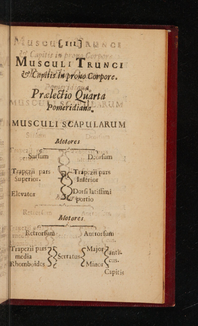 ih e : Cth m1 | Muscuti Taner: eo 'Capitis'in ss ae Prelectio Q uarta Ponicridiabn | IMUSCULI SCAPULARUM Motores i! ‘ Eg — a d\ fms arr -wurlum —, De tas £ f iTsa apc ray pars ne, ~-Prap¢ zt pars WS uperior. % Inferior iB lévaics 2S DDorli latit limi dG Portio Afotores rc oe - Le he 7 Retrorfum Antrorf{urn i Hap €Zil p 159 ener 1. Fe thedia 62 Serratus ° es J? Minory Rhombvides