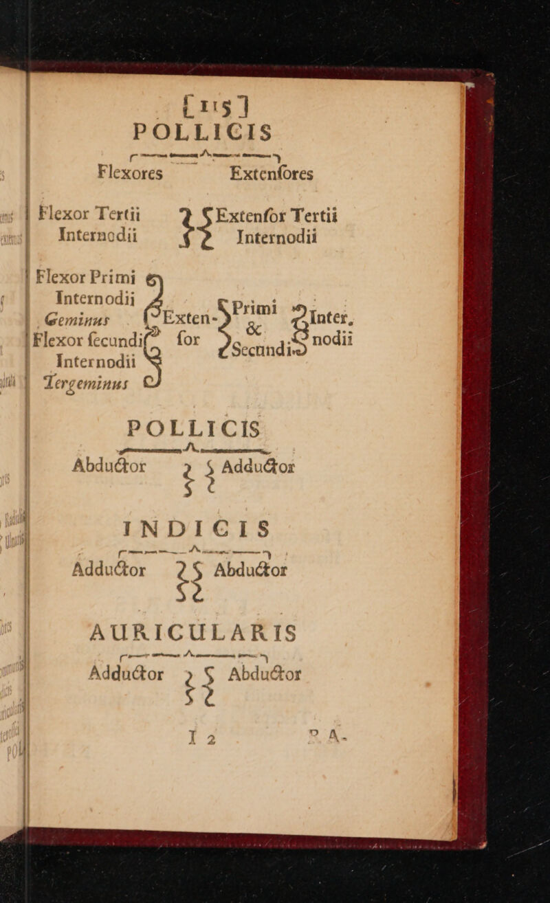 Lag] POLLICIS fT mapa eraser aman Flexores § Extenfores » | Flexor Tertij ¢ Extenfor Tertii Internodii Internodii | Flexor Primi Intern odij py : oy . sis we Primi . Geminus 1“ Exten- Inter, Flexor fecundi for . nodii Secund ive Internodii ‘Lerceminus no POLLICIS Abdudtor 2 Adduétor g 2 INDICIS [pr ee) eens Adductor ae AURICULARITS pesey 5 ate Fy om = Addutor 2 ; AbduGtor