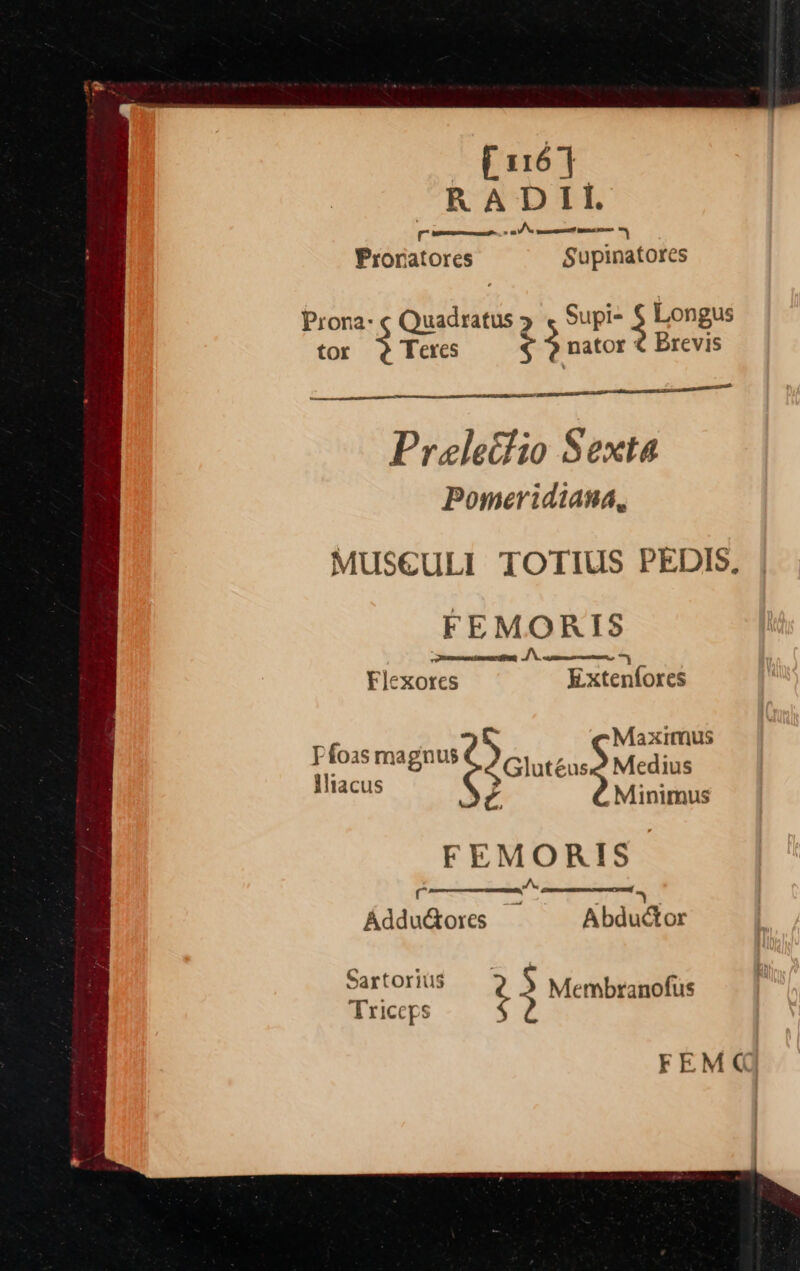 Supinatores Supi- § Longus &gt; tor Teres ¢ $ nator @ Brevis CO Tie Prelectio Sexta Pomeridiana, MUSE€ULI TOTIUS PEDIS, FEMORIS a AN ot Flexores Extenfores Pfoas magnus Maximus ih Sek oi Glateasg Medi Peres. v. , Minimus FEMORIS r ~ ——. Addudores Abductor FEM