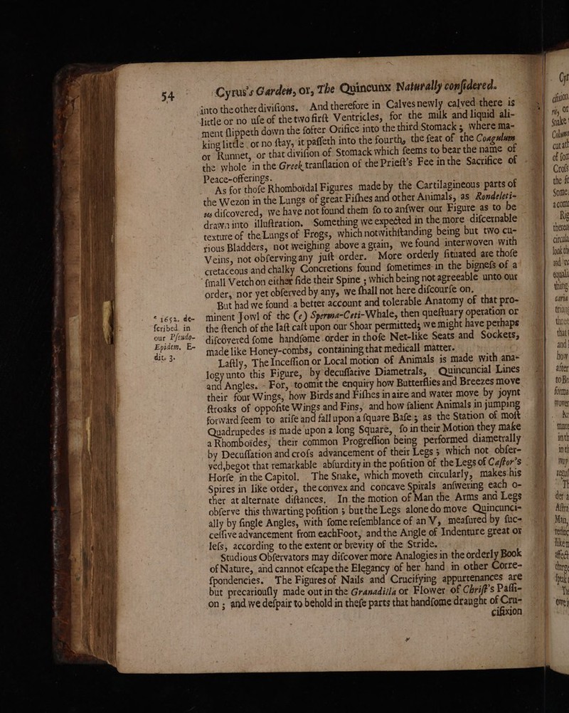 into the other divifions. And therefore in Calves newly calved there is ment flippeth down the fofter Orifice into the third Stomack 5 where ma- king little _ ot no ftay, it paffeth into the fourth, the feat of the Coagulum or Runnet, or that divifion of Stomack which feems to bear the name of the whole in the: Greek tranflacion of the Prieft’s Fee inthe Sacrifice of Peace-offerings. As fot thofe Rhomboidal Figures made by the Cartilagineous parts of the Wezon in the Lungs of great Fifhes and other Animals, as Rondeleti- ws difcovered, We have not found them fo to anfwer our Figure as to be drawainto illu@ration. Something we expetted in the more difcernable texture of the Lungs of Frogs, which notwithitanding being but two cu- rious Bladders, not weighing above a grain, we found interwoven with Veins, not obfervingany juft order. More orderly fituated are thofe cretaceous and chalky Concretions found fometimes-in the bignefs of a © 1652. de= feribed. in our Pfexdo- Epidem, E- dit. 3. order, nor yet obferved by any, we fhall not here difcourfe on. But had we founda better account and tolerable Anatomy of that pro- minent Jowl of the (¢) Sperwsa-Ceti- Whale, then queftuary operation or the ftench of the Iaft cait upon our Shoar permitted; we might have perhaps difcovered fome handfome order in thofe Net-like Seats and Sockets, made like Honey-combs, containing that medicall matter. Laftly, The Inceffion or Local motion of Animals is made with ana- logy unto this Figure, by decuffacive Diametrals, _Quincuncial Lines and Angles. - For, ‘toomit the enquity how Butterflies and Breezes move their four Wings, how Birds and Fifhes in aire and water move by joynt ftroaks of oppofite Wings and Fins, and how falient Animals in jumping forward feem to arife and fall upon a fquare Bafe; as the Station of moft Quadrupedes is made upon a long Square, fo in their Motion they make aRhomboides, their common Progreffion being performed diametrally by Decuffation and crofs advancement of their Legs 5 which not. obfer- ved,begot that remarkable abfurdity in the pofition of the Legs of Ca/for’s Horfe in the Capitol. The Snake, which moveth circularly, makes his Spires in like order, the convex and concave Spirals anfivering each o- ther atalternate diftances, In the motion of Man the Arms and Legs obferve this thwarting pofition 5 butthe Legs alonedo move Quincunci- ally by fingle Angles, with fome refemblance of anV, meafured by fuc- celfive advancement from eachFoot, andthe Angle of Indenture great or lefs, according to the extent or brevity of the Stride. Studious Obfervators may difcover more Analogies in the orderly Book of Nature, and cannot efcape the Elegancy of her hand in other Corre- fpondencies. The Figures of Nails and Crucifying appurtenances are but precarionfly made ont in the Granadiila or Flower of Chrift's Pafh- on ; and we defpair to behold in thefe parts that handfome dranghe toe cifixion thing Caria trian tht ee that and how