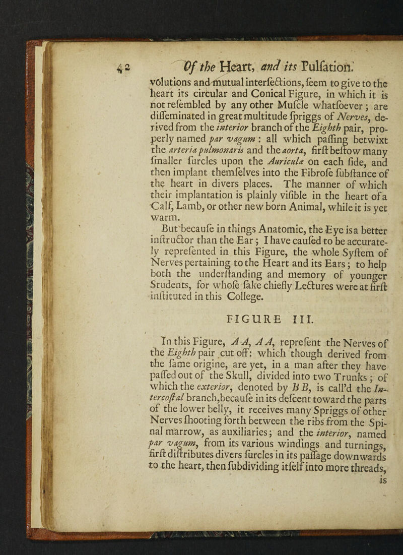 X Of the Heart, and its Puliation, volutions andhiutual interledions, feem to give to the heart its circular and Conical Figure, in which it is not relembled by any other Mufcle whatfoever; are difleminated in great multitude Ipriggs of Nerves, de¬ rived from the interior branch of the Eighth pair, pro¬ perly named par vagum : all which palling betwixt the arteriapulmonaris and the aorta, firft beltow many fmaller furcles upon the Auricula on each fide, and then implant themlelves into the Fibrole fubftance of the heart in divers places. The manner of which their implantation is plainly vifible in the heart of a Calf, Lamb, or other new born Animal, whileit is yet warm. But becaufe in things Anatomic, the Eye isa better inftru&or than the Ear; I have caufed to be accurate¬ ly reprefented in this Figure, the whole Syftem of Nerves pertaining to the Heart and its Ears; to help both the underlianding and memory of younger Students, for whole lake chiefly Lectures were at firft inliitiited in this College. FIGURE III. / < In this Figure, A A, A A, reprelent the Nerves of the Eighth pair cut off: which though derived from the fame origine, are yet, in a man after they have palled out of the Skull, divided into two Trunks ; of which the exterior, denoted by B B, is call’d the In- terco(lal branch,becaule in its delcent toward the parts ot the lower belly, it receives many Spriggs of other Nerves fhooting forth between the ribs from the Spi¬ nal marrow, as auxiliaries; and the interior, named par vagum, from its various windings and turnings, firft diftributes divers furcles in its paffage downwards to the heart, then fubdividing itfelf into more threads, is