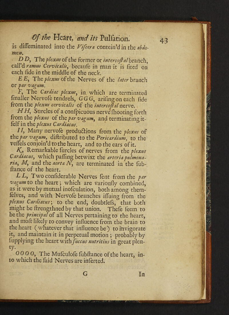 \ . , . . is dirteminated into the Vifcera contained in the abdo¬ men. DDy The plexus of the former or inter cofid branch* call’d ramus Cerv icalis, becaufe in man it is fited on each fide in the middle of the neck. ££, The, plexus of the Nerves of the Uter branch or par vagum. £> The Cardiac plexus, in which are terminated fmaller Nervofe tendrels, GGG, arifingoneach fide from the plexus cerv icalis of the intercofial nerve. £/H9 Surcles of a confpicuous nerve (hooting forth from the plexus of the par vagum, and terminating it- felf in the plexus Cardiac us. II9 Many nervofe produftions from the plexus of the par vagum9 diftributed to the Pericardium, to the veffels conjoin'd to the heart, and to the ears of it. Remarkable furcles of nerves from the plexus CardiacuSy which parting betwixt the artcria pulmona- riay My and the aorta Ny are terminated in the fub- ftance of the heart. LLy Two confiderable Nerves fent from the par vagum to the heart; which are varioufly combined, as it were by mutual inofculation, both among them* lelves, and with Nervofe branches ifluing from the plexus Cardiacus; to the end, doubtlefs, that both might be ftrengthned by that union. Thefe feem to be the principal of all Nerves pertaining to the heart, and mold likely to convey influence from the brain to the heart ( whatever that influence be ) to invigorate it, and maintain it in perpetual motion ; probably by Supplying the heart withfuccus nutritius in great plen¬ ty. OOOO, The Mufeulofe fubftance of the heart, in¬ to which the feid Nerves are inferred.