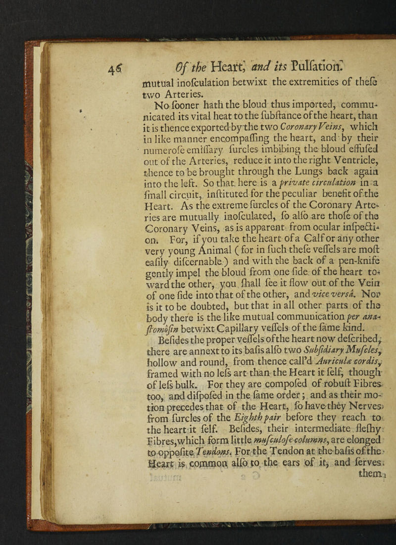 mutual inofculation betwixt the extremities of thefs two Arteries. No fboner hath the bloud thus imported, commu¬ nicated its vital heat to the fubftance of the heart, than it is thence exported bythe two Coronary Feins, which in like manner encompaffing the heart, and by their ' numerofeemiflary furcles imbibing the-bloud effuled out of the Arteries, reduce it into the right Ventricle, thence to be brought through the Lungs back again into the left. So that, here is a private circulation in a fmall circuit, inftituted for the peculiar benefit ofithe Heart. As the extreme furcles of the Coronary Arte¬ ries are mutually inofculated, lb allb are thole of the Coronary Veins, as is apparent from ocular inlpefH- on. For, if you take the heart of a Calf or any other very young Animal ( for in fuch thele veflels are moft eafily difcernable ) and with the back of a pen-knife gently impel the bloud from one fide of the heart to* ward the other, you fhall fee it flow out of the Vein of one fide into that of the other, and vice versa. Nor is it to be doubted, but that in all other parts of the body there is the like mutual communication per anaa flomojin betwixt Capillary veflels of the fame bind. Befides the proper veflels of the heart now defcribed, there are annext to its bafis alio two Subfidiary Mufclesy hollow and round, from thence call’d AuricuU cordisf framed with no left art than the Heart it felf, though- of lels bulk. For they are compofed of robuft Fibres- too, and difpoled in the lame order; and as their mo¬ tion precedes that of the Heart, fohavethey Nerves- from furcles of the Eighth pair before they reach to the heart it lelf. Befides, their intermediate. flelhy Fibres,which form little mufculofecoltmns, are elonged to oppofiteTeW^-^ For the Tendon at the-bafis of the.' Heart is common alio to the ears of it, and ferves, f, < ?, them5