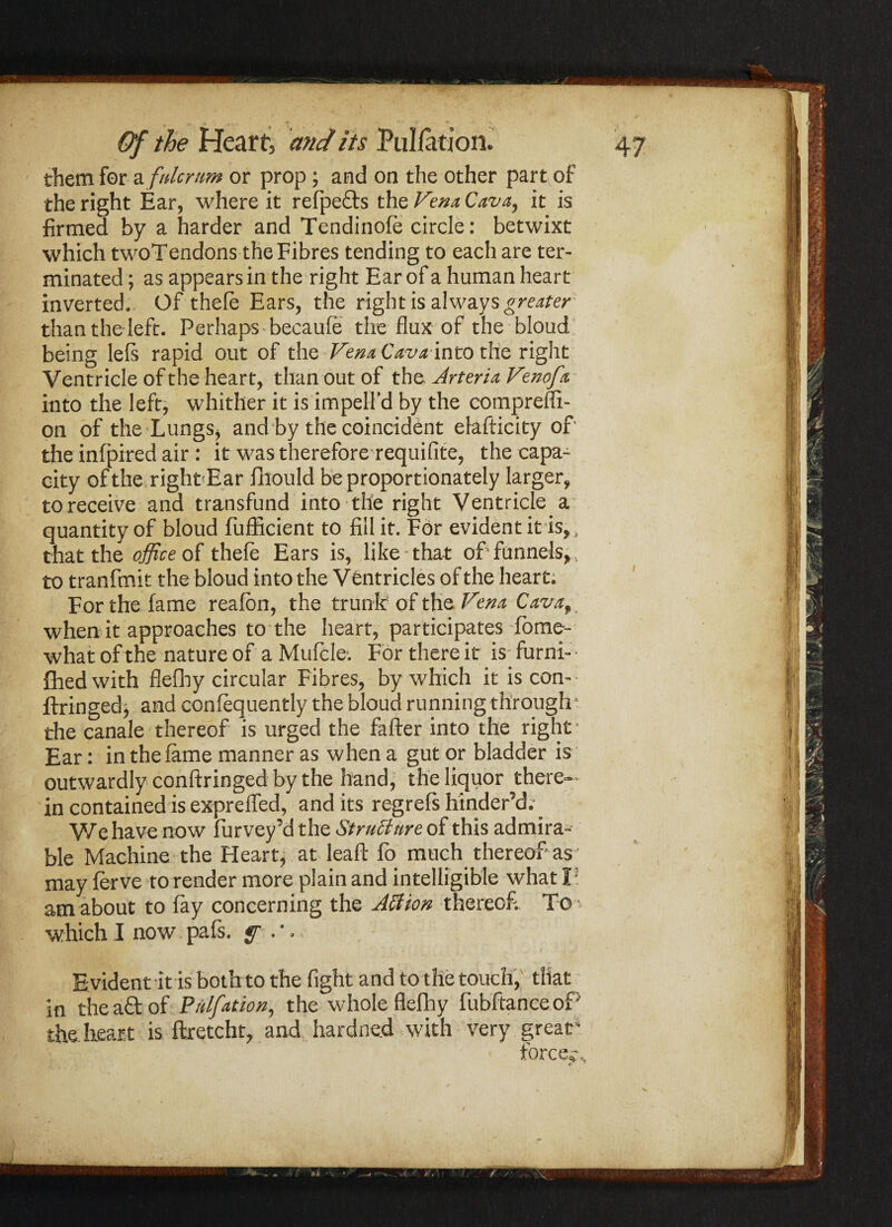 them for a fulcrum or prop; and on the other part of the right Ear, where it refpefts the Vena Cava, it is firmed by a harder and Tendinole circle: betwixt which twoTendons the Fibres tending to each are ter¬ minated ; as appears in the right Ear of a human heart inverted. Of thele Ears, the right is always greater than the left. Perhaps becaule the flux of the bloud being 1 els rapid out of the Venn Cavainto the right Ventricle of the heart, than out of the Arteria Vznofa into the left, whither it is impelfd by the compreffi- on of the‘Lungs* and by the coincident elafticity of' the infpired air : it was therefore requifite, the capa¬ city of the right'Ear fhould be proportionately larger, to receive and transfund into the right Ventricle a quantity of bloud fufficient to fill it. For evident it is,, that the office of thefe Ears is, like that of'funnels,, to tranfmit the bloud into the Ventricles of the heart. For the fame reafon, the trunk of the Venn Cava9 when it approaches to the heart, participates fome- what of the nature of a Mufcle; For there it is furni- fhed with flefhy circular Fibres, by which it is con- ftringed, and confequently the bloud running through‘ die canale thereof is urged the fafter into the right' Ear: in the lame manner as when a gut or bladder is outwardly conftringed by the hand, the liquor there¬ in contained is exprelfed, and its regrefs hinder’d.^ We have now Purvey’d the Strutt nr e of this admira¬ ble Machine the Heart, at leafl: fo much thereof as; may lerve to render more plain and intelligible what I? am about to fay concerning the Attion thereof. To which I now pafs. E vident it is both to the fight and to the touch, that in the afl: of Piilfation, the whole flefhy fubltanceoP the heart is ftretcht, and hardned with very great* force,- v