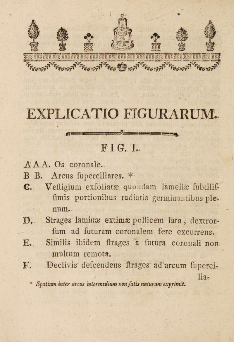 EXPLICATIO FIGURARUM. FIG. I.. A A A. Os coronale.. B B. Arcus fuperciliares. * C. Veltigium exfoliata; quondam lamellas fubtilif- ' 1 - fimis portionibus radiatis germinantibus ple¬ num., . D. Strages lamina; extimas pollicem lata , dextror- fum ad luturam coronalem fere excurrens. E. Similis ibidem ftrages a futura coronali non multum remota. F. Declivis defcendens ftrages ad arcum fuperci- liar * Spatium inter arcus intermedium non fatis naturam exprimit.