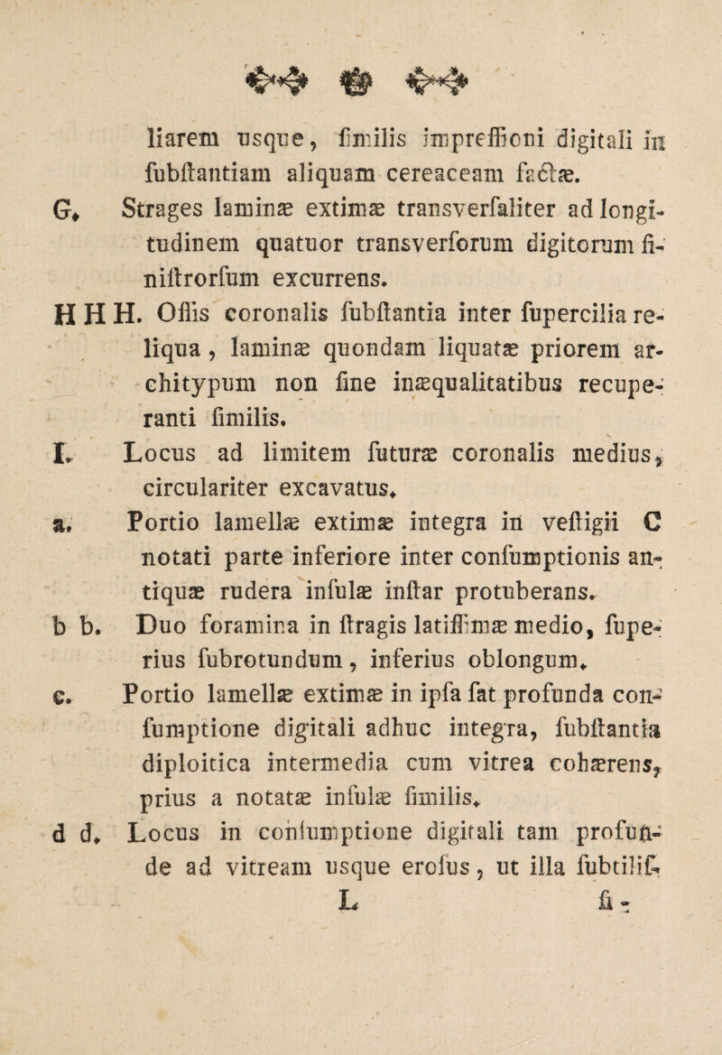 fubftantiam aliquam cereaceam fadhe. G* Strages lamhra extimae transverfaliter ad longi¬ tudinem quatuor transverforum digitorum fi- niftrorfum excurrens. HHH. Offis coronalis fubftantia inter fupercilia re¬ liqua , laminae quondam liquatae priorem ar- c hi typum non fine insqualitatibus recupe¬ ranti fimilis. I. Locus ad limitem futura coronalis medius, circulariter excavatus. a. Portio lamellae extimae integra in veftigii C notati parte inferiore inter confumptionis an¬ tiquae rudera infulae inftar protuberans. b b. Duo foramina in ftragis latiffimae medio, fupe* rius fubrotundum, inferius oblongum. c. Portio lamellae extimae in ipfa fat profunda con- fumptione digitali adhuc integra, fubttands diploitica intermedia cum vitrea cohaerens, prius a notatae in fulte fimilis. d d, Locus in cohiumptione digitali tam profun¬ de ad vitream usque ero In s, ut illa fubtilif- L fi -