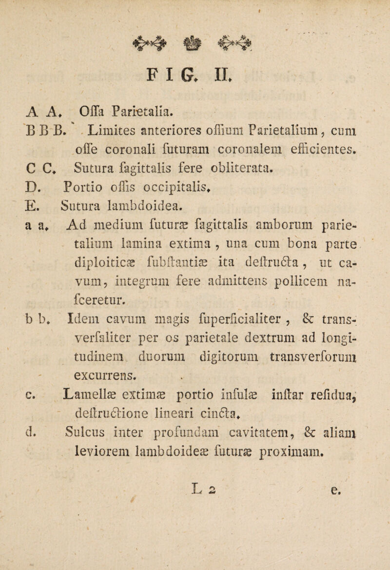 ^4* # F I G, II, / A A, Offa Parietalia. B B B. Limites anteriores offiimi Parietalium, cum offe coronali futuram coronalem efficientes. C C, Sutura fagittalis fere obliterata. D. Portio offis occipitalis, E. Sutura lambdoidea. a a. Ad medium futura: fagittalis amborum parie¬ talium lamina extima, una cum bona parte, diploitics fubftantite ita deftrudta, ut ca¬ vum, integrum fere admittens pollicem na- fceretur. , > b b. Idem cavum magis fuperficialiter , & trans- verfaliter per os parietale dextrum ad longi¬ tudinem duorum digitorum transverforum excurrens. c. Lamellae extimte portio infuis inftar refulua, deltrudlione lineari cindla. d. Sulcus inter profundam cavitatem, & aliam leviorem lambdoidete futurte proximam. > , / L 2 e.